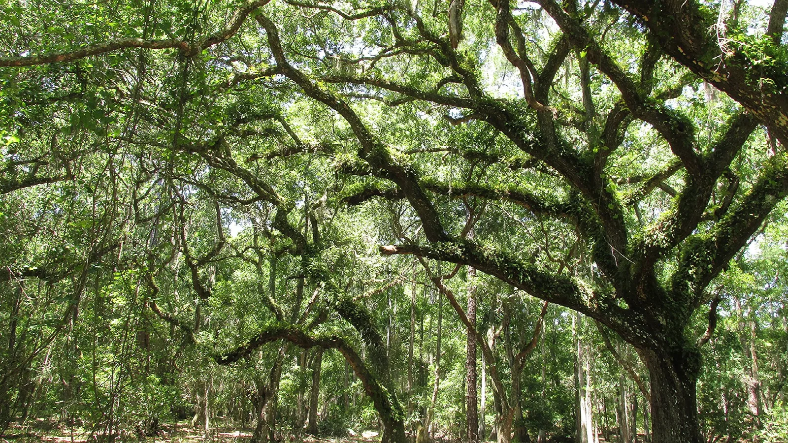 Spreading oak limbs overhead in a shady grove