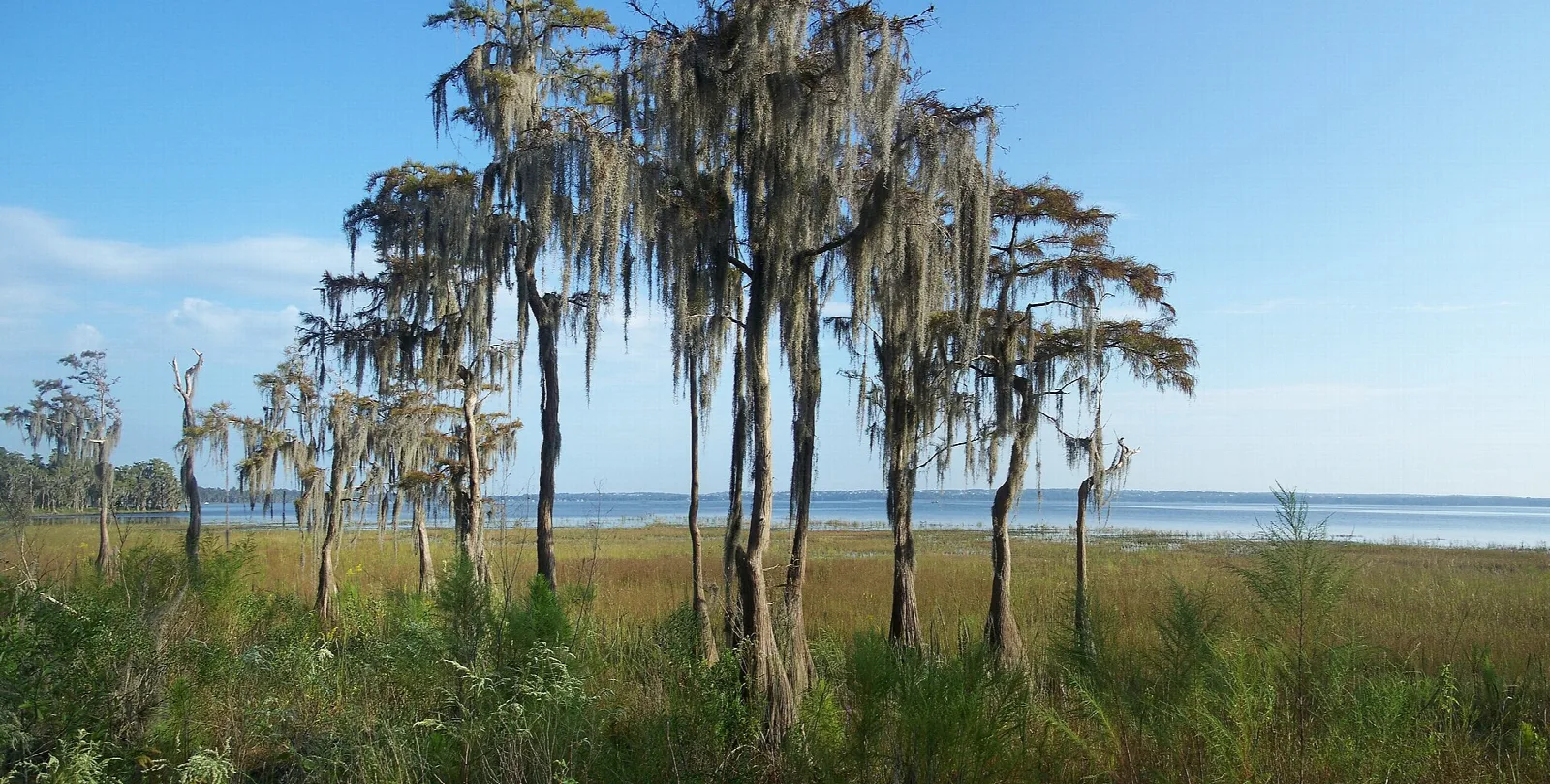 Moss-hung cypress trees at the edge of a wide lake
