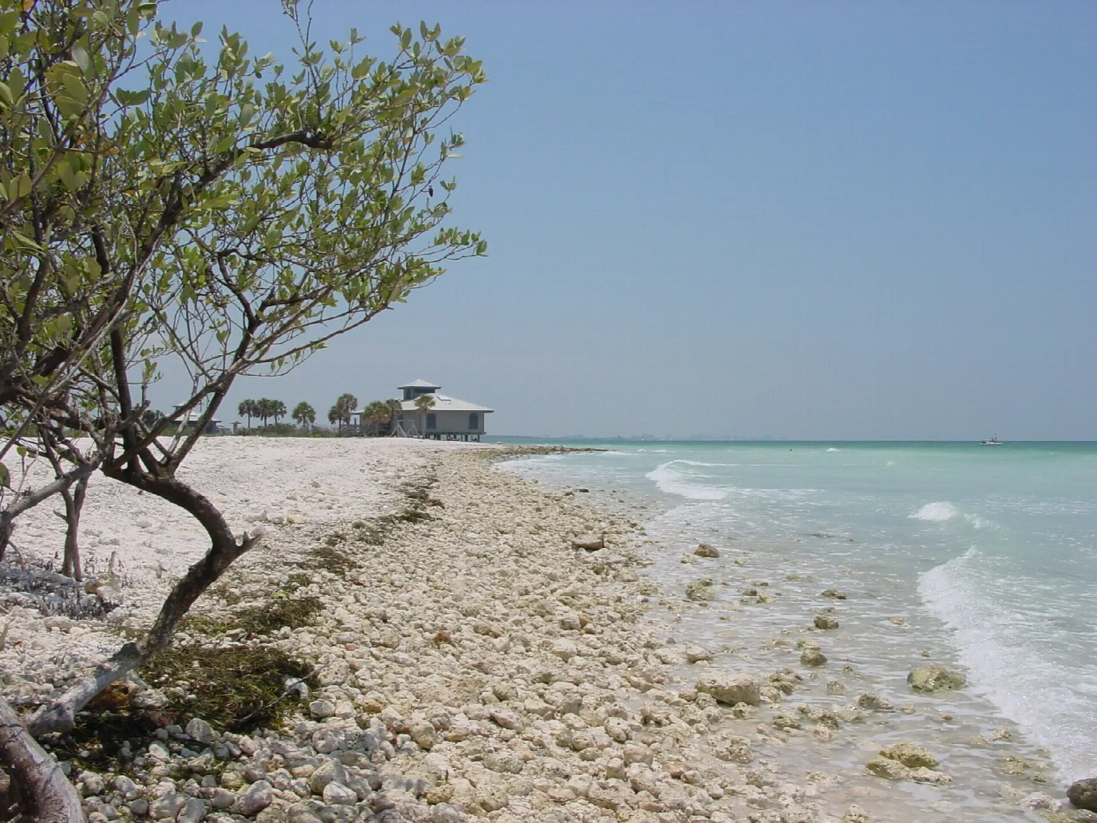 Shell-strewn beach with a small tree and a distant building