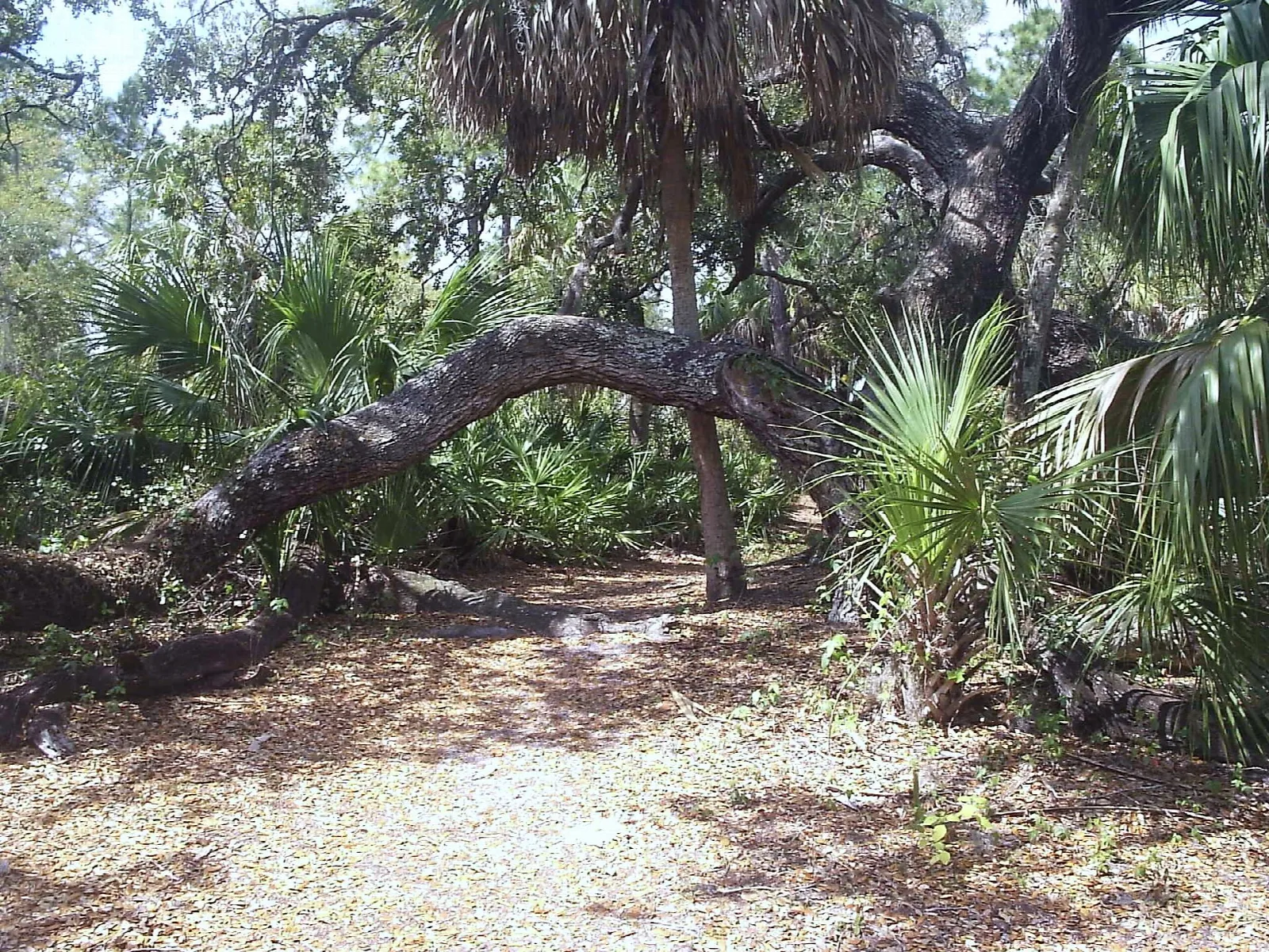 Live oak limb arching over a shell path