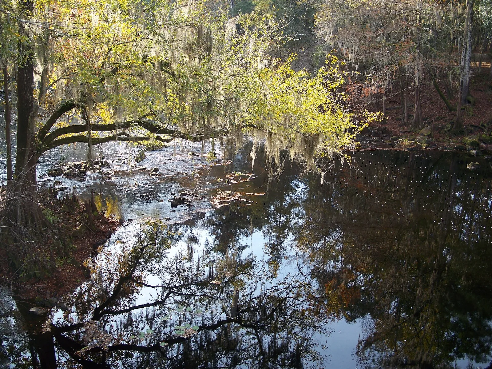 Dark river reflecting bare trees and moss-draped branches on a bend