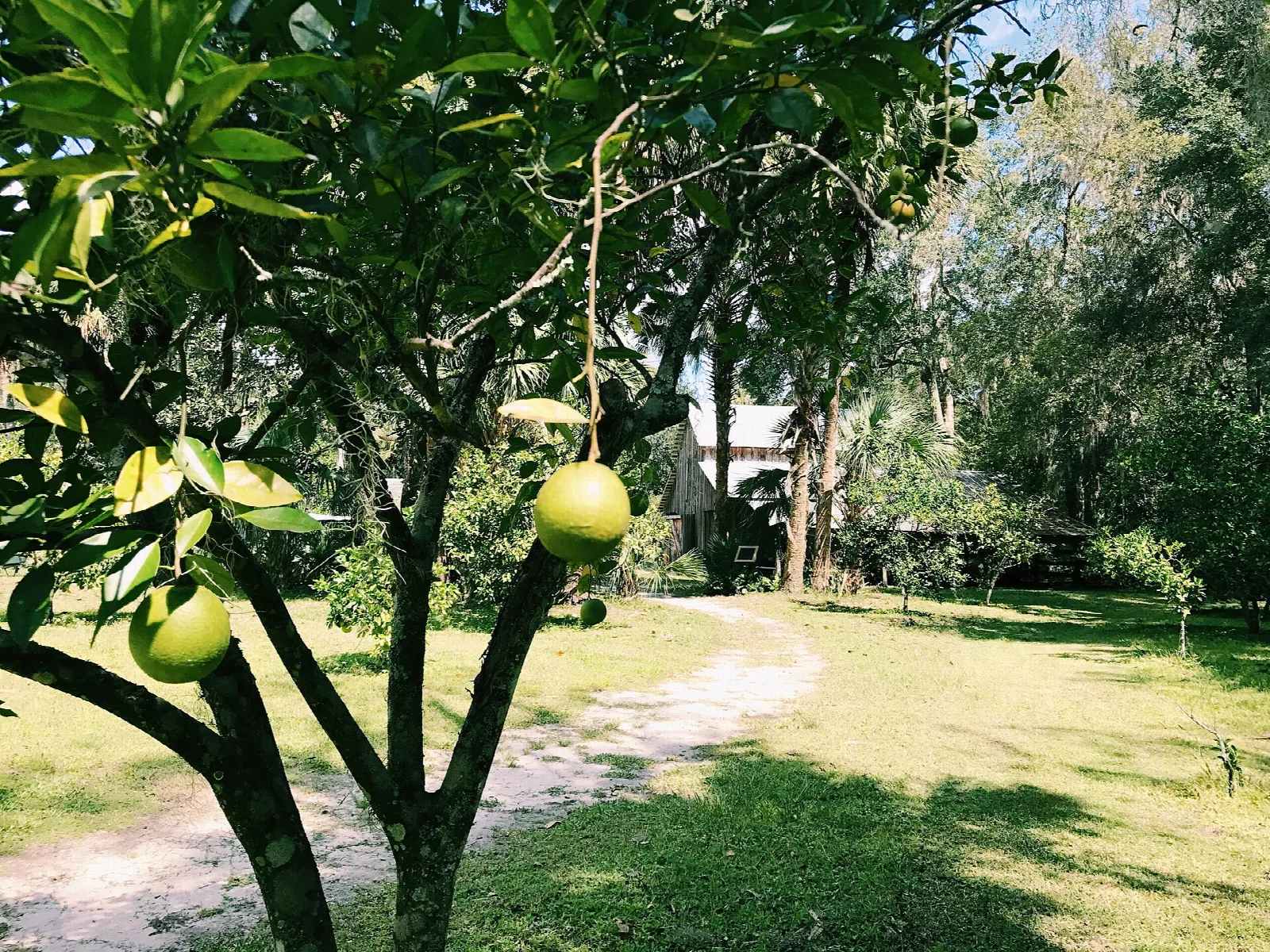 Citrus tree with fruit beside a sandy path through a shaded yard