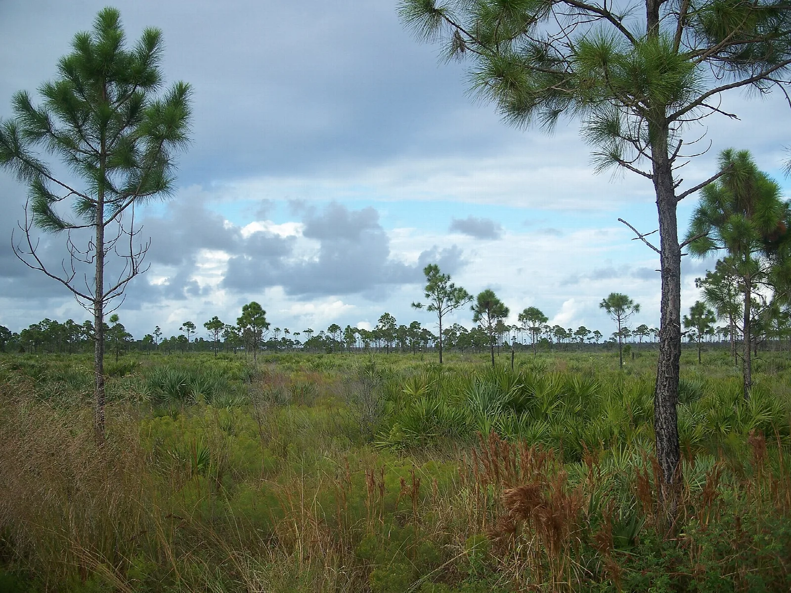 Flat pine flatwoods and scrub under a cloudy sky