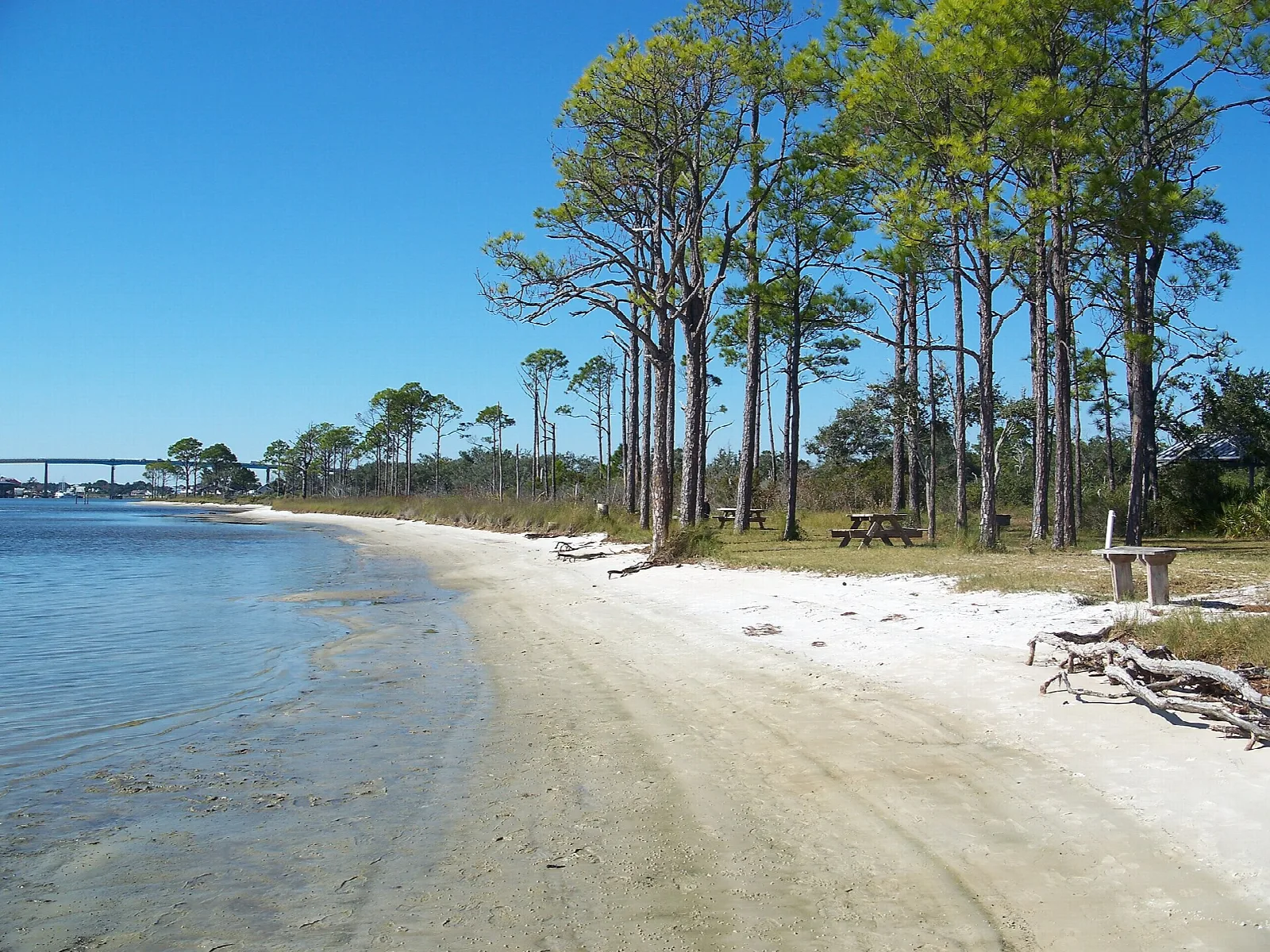 Sandy beach curving along calm water with pines and a picnic table