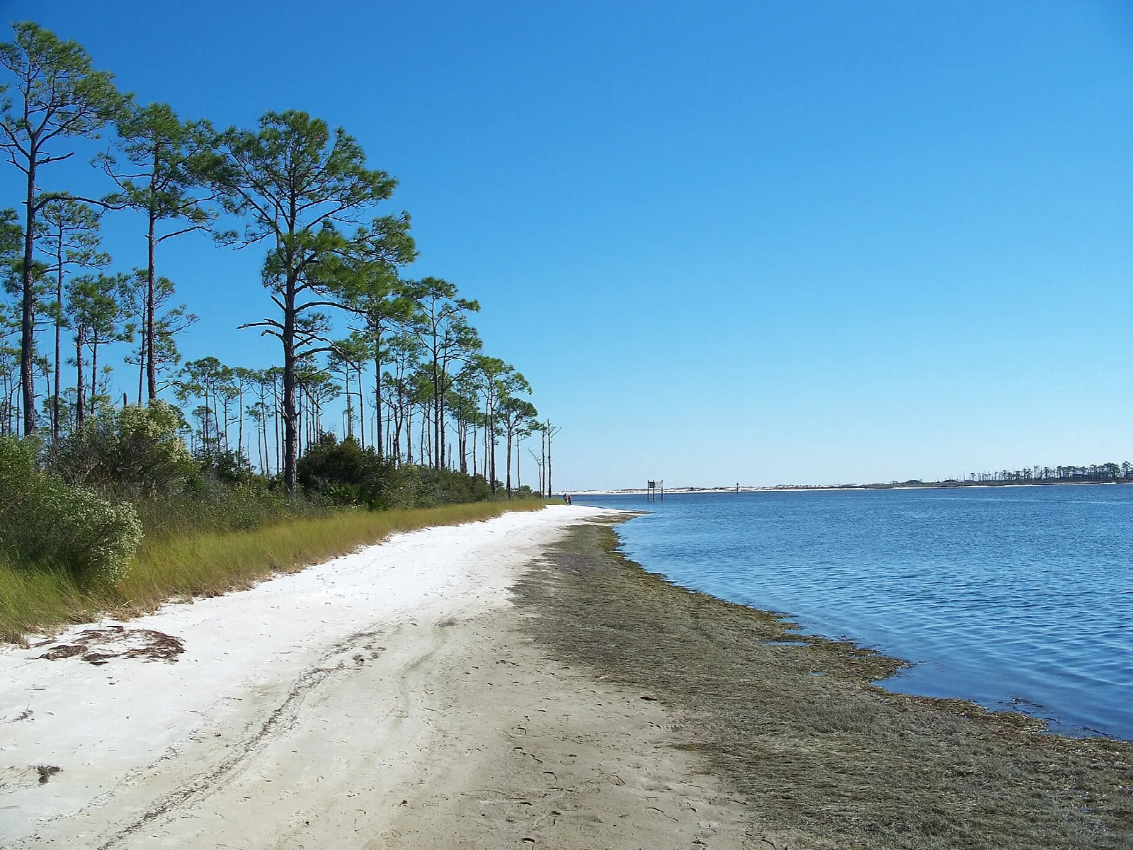 White sand shore beside calm blue water with tall pines