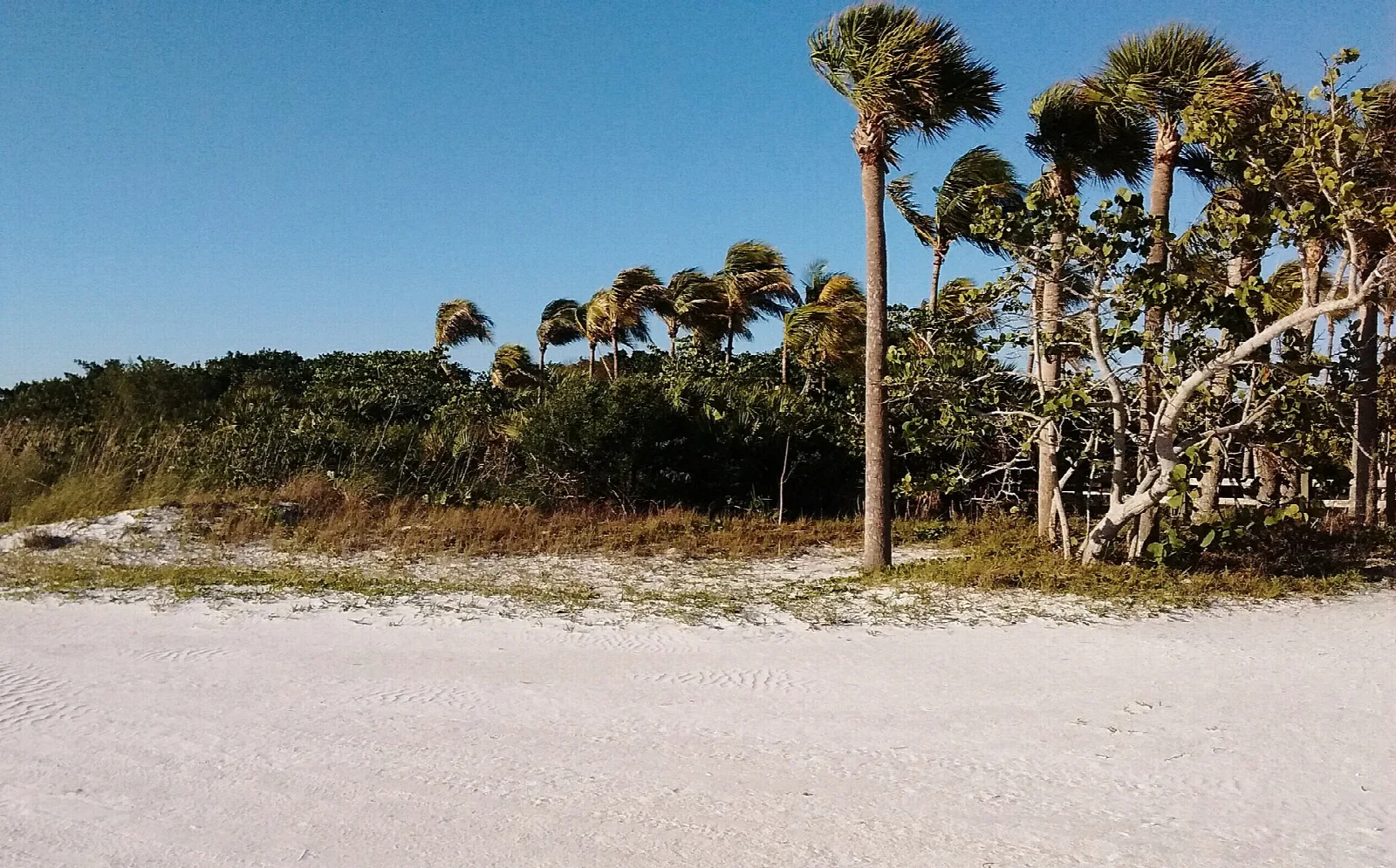 Palms and shrubs behind a wide sand beach