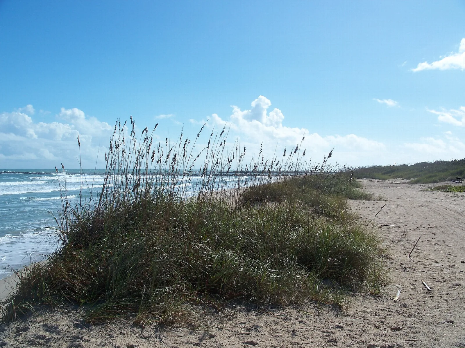 Sea oats on a dune beside a sandy path and the ocean