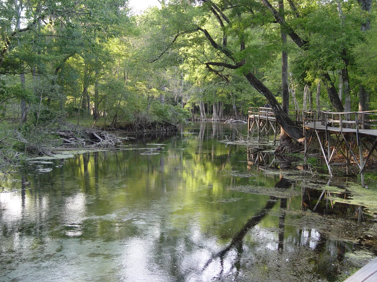 Calm river run with a wood walkway among trees