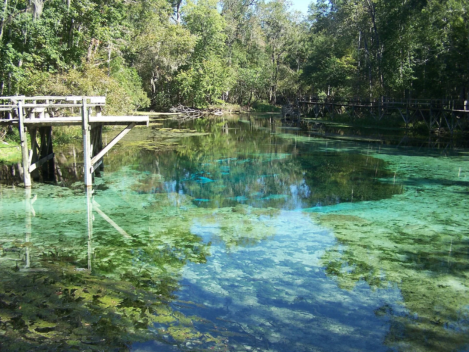 Clear turquoise spring water with a wood dock among trees