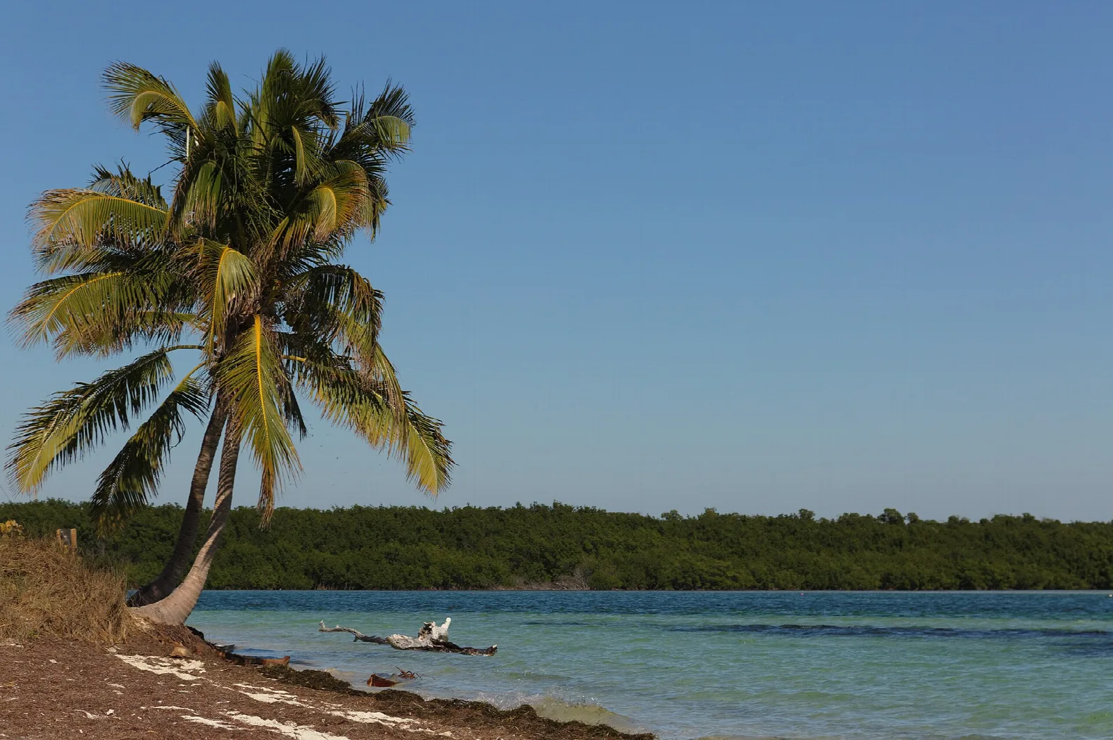 Palm leaning over a rocky shore with water and low mangroves