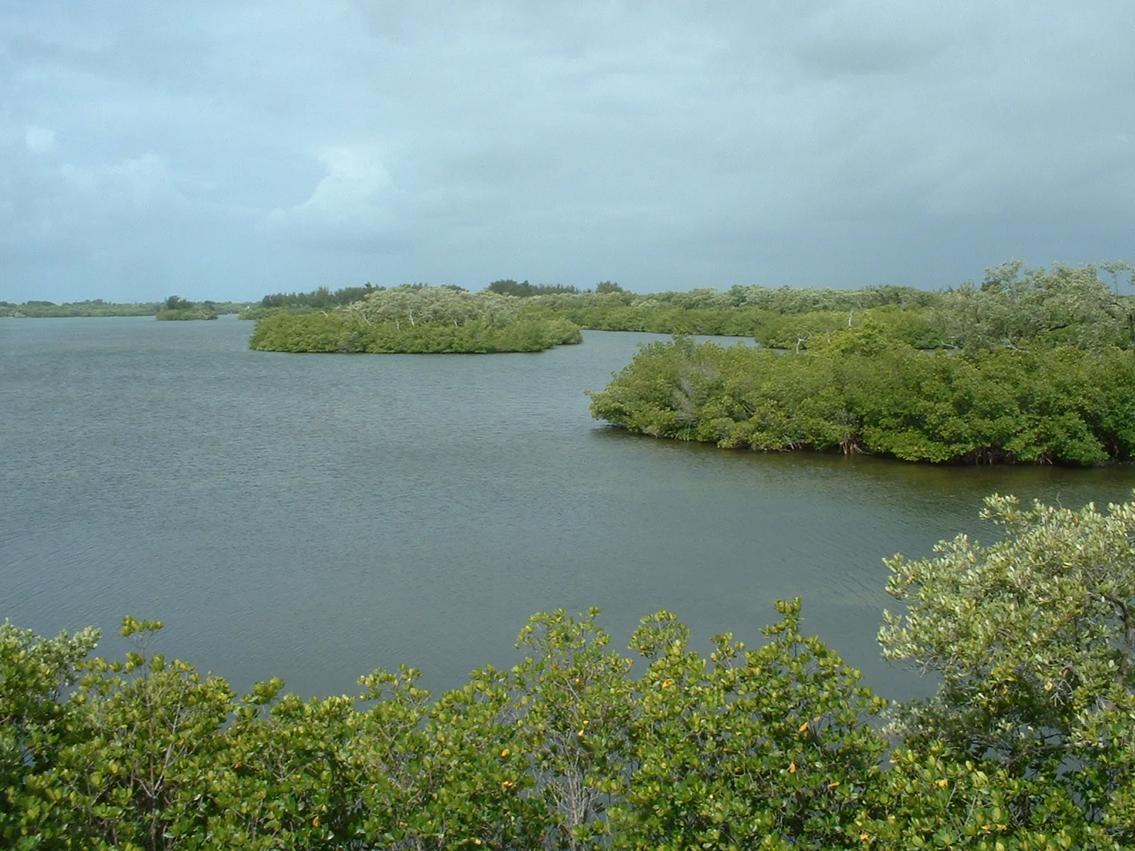 Mangrove islands and green shore along a calm lagoon