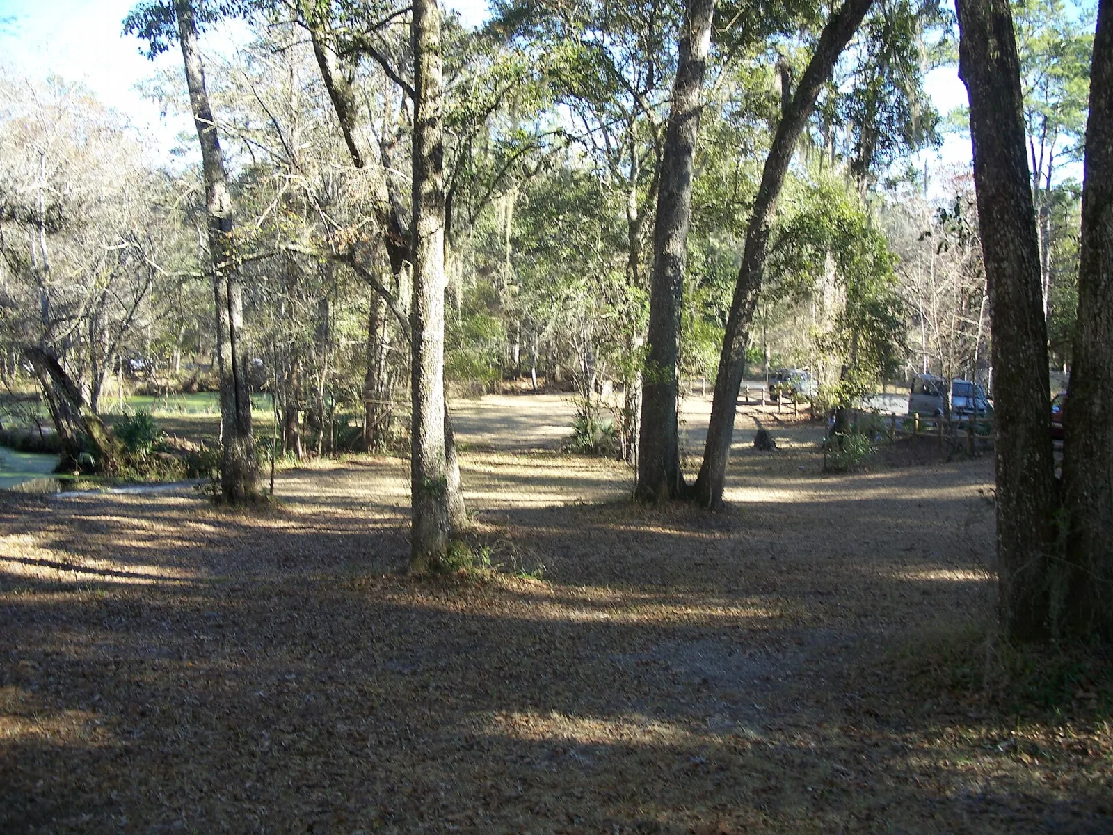 Sunlit dirt clearing among tall trees hung with moss