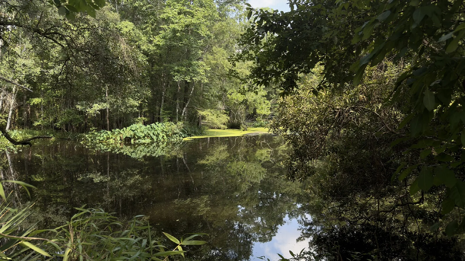 Still dark water of the river rise framed by green plants and trees