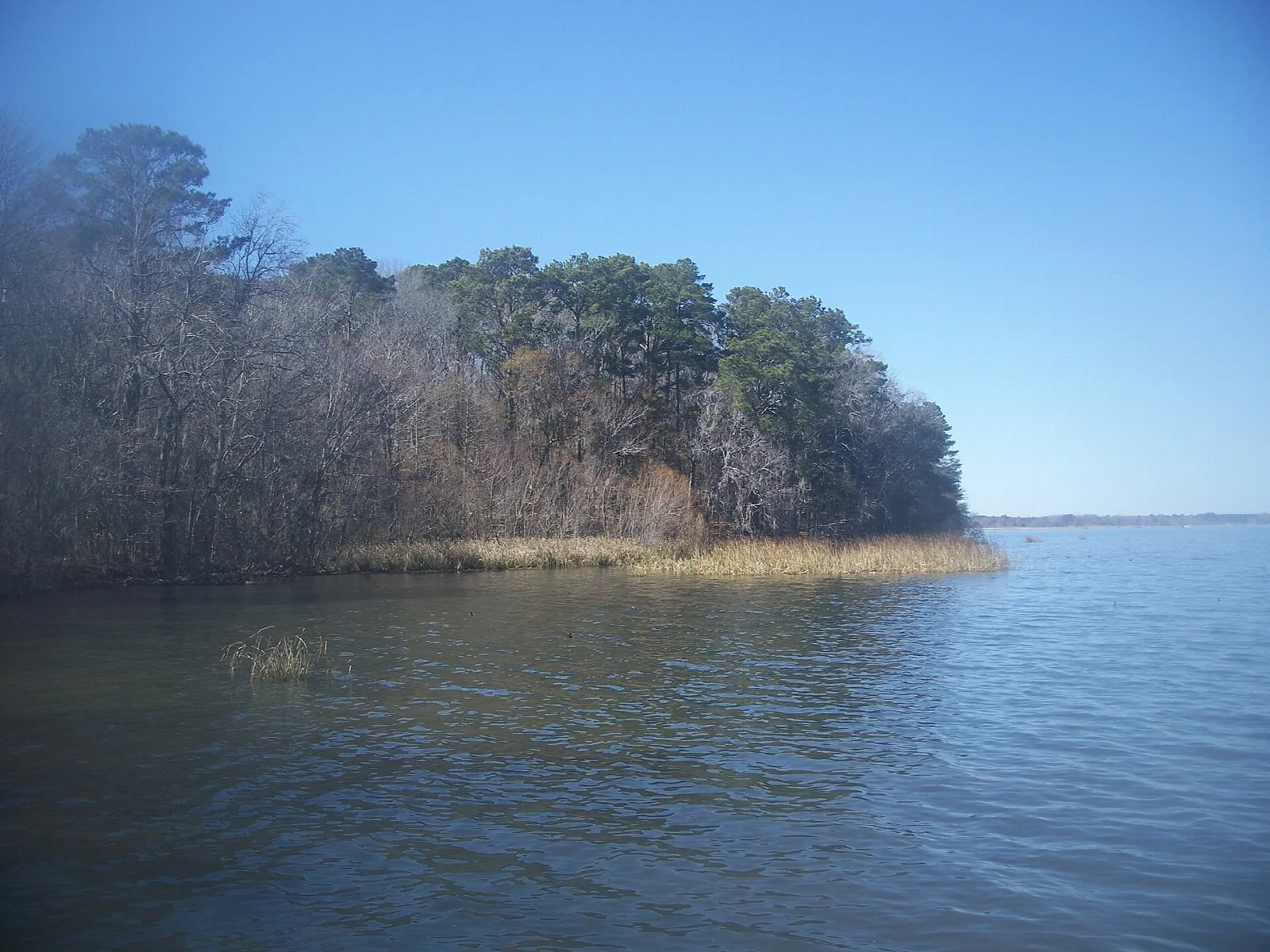 Wooded point on a wide still lake under blue sky