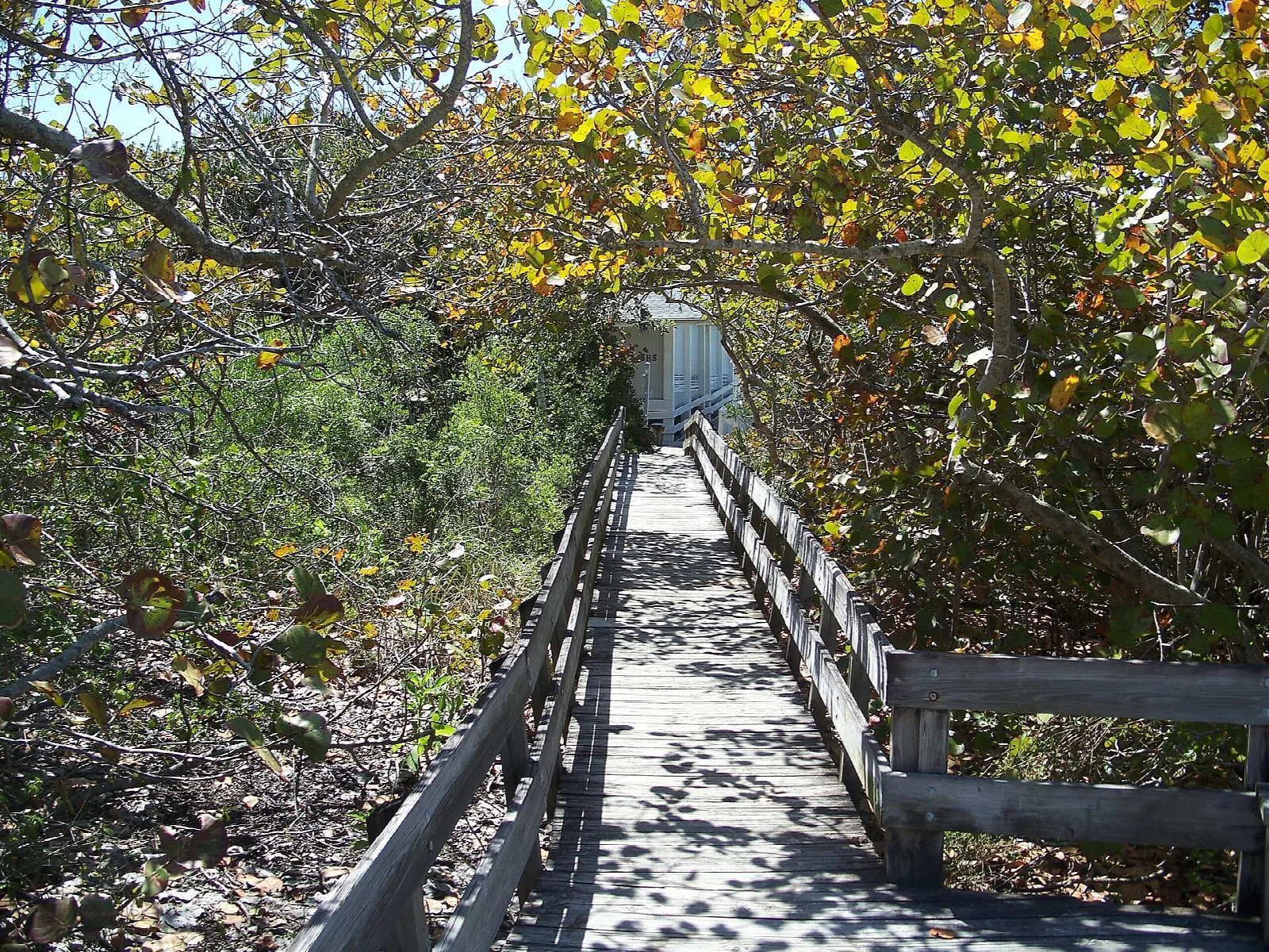 Wooden boardwalk under a canopy of sea grape trees