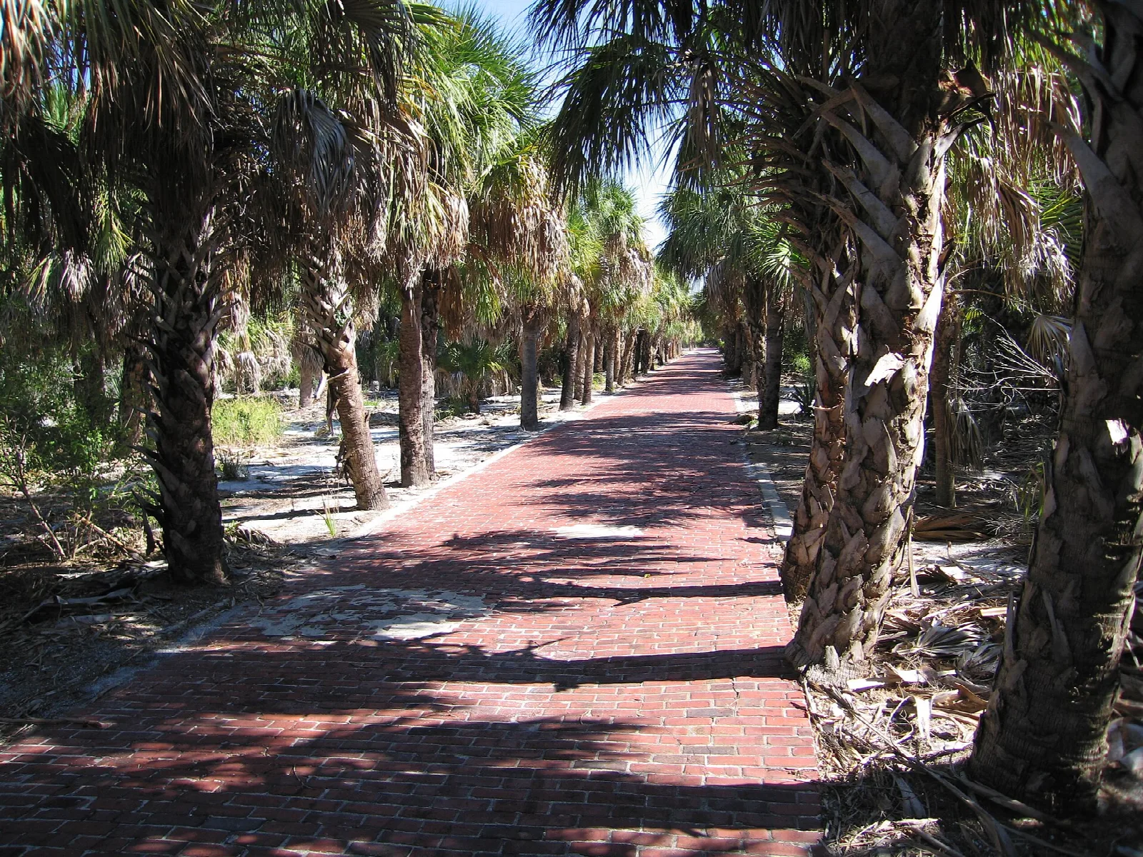 Red brick path lined with palms