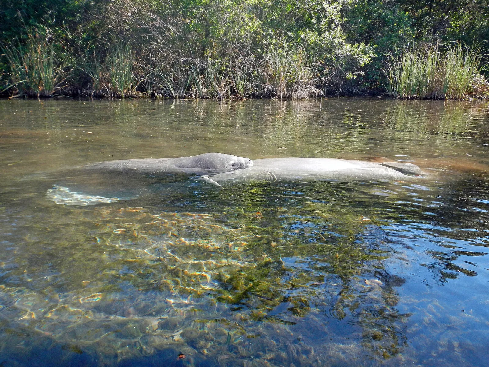 Manatee and calf floating in clear river water beside reeds