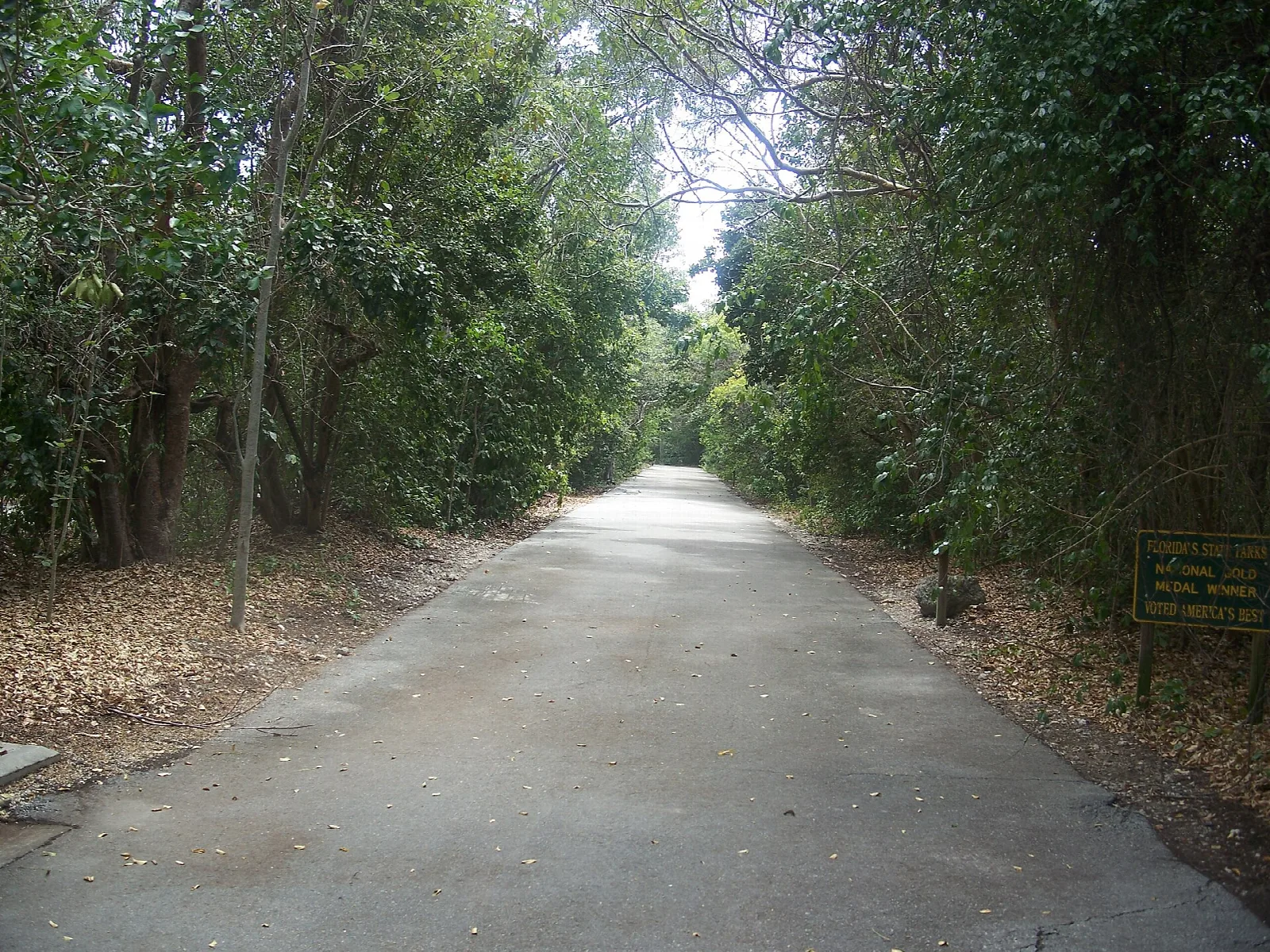 Paved lane running between dense green trees