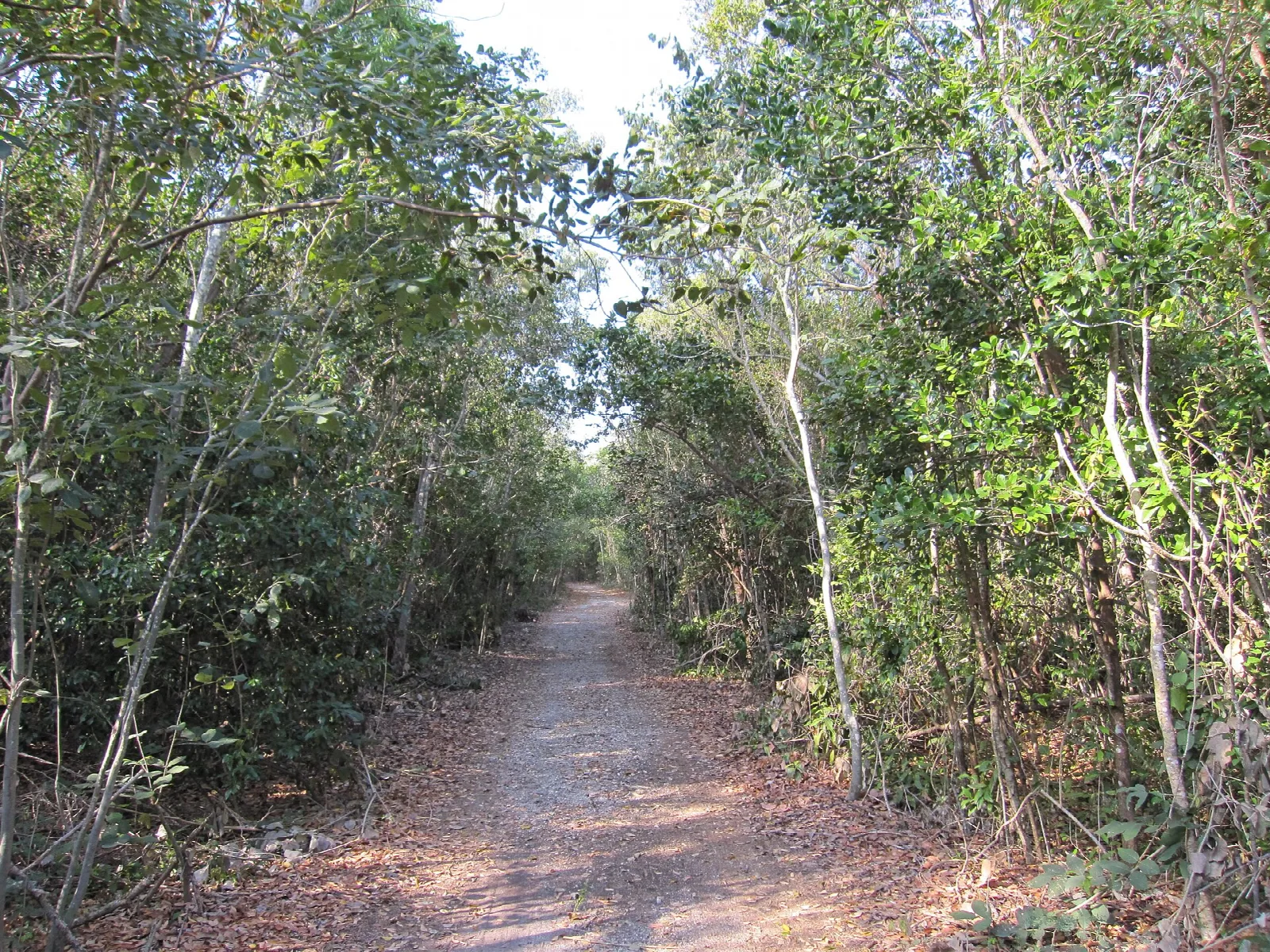 Dirt trail through leafy hardwood hammock