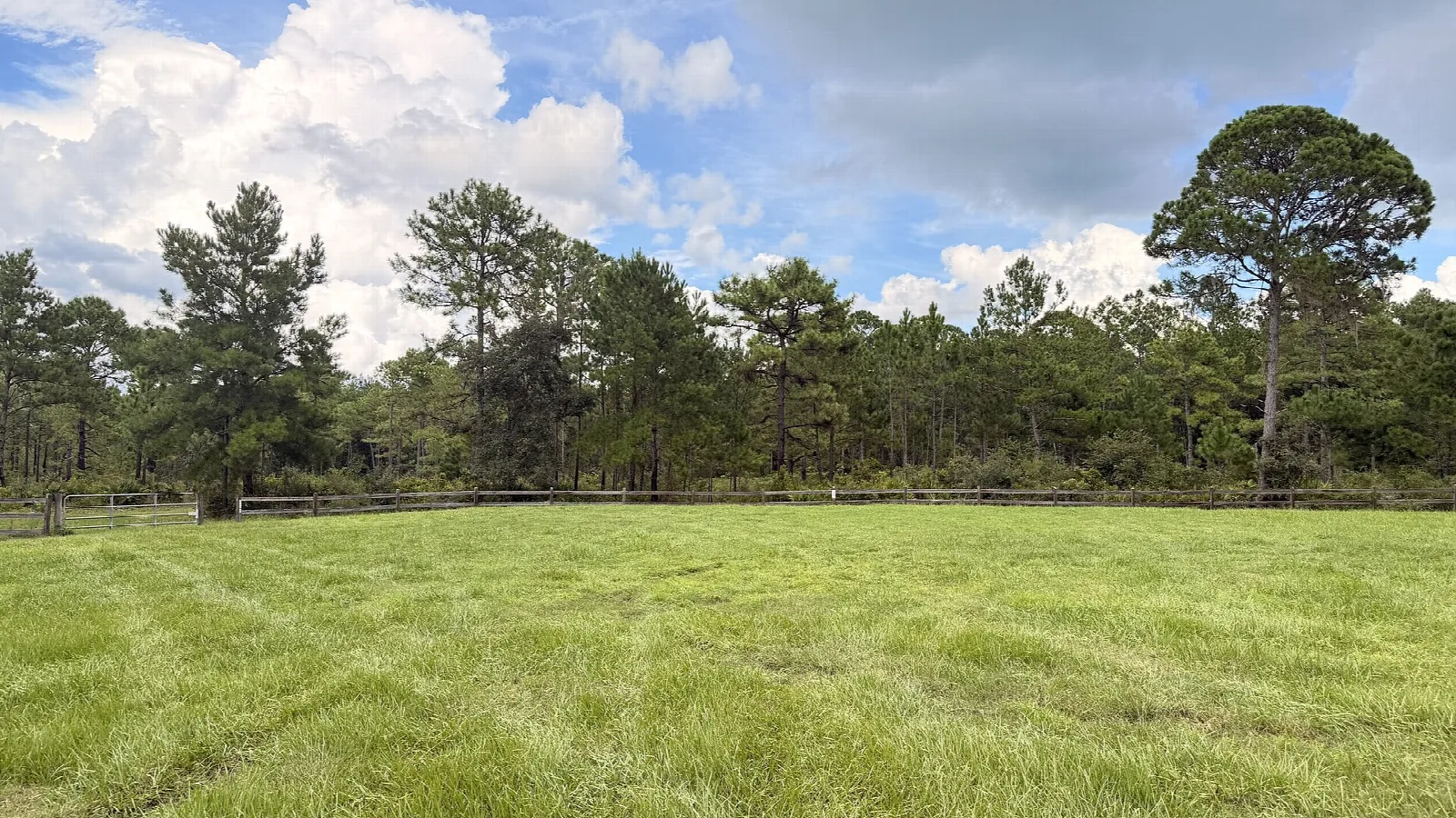 Open mown meadow edged by pines under big clouds