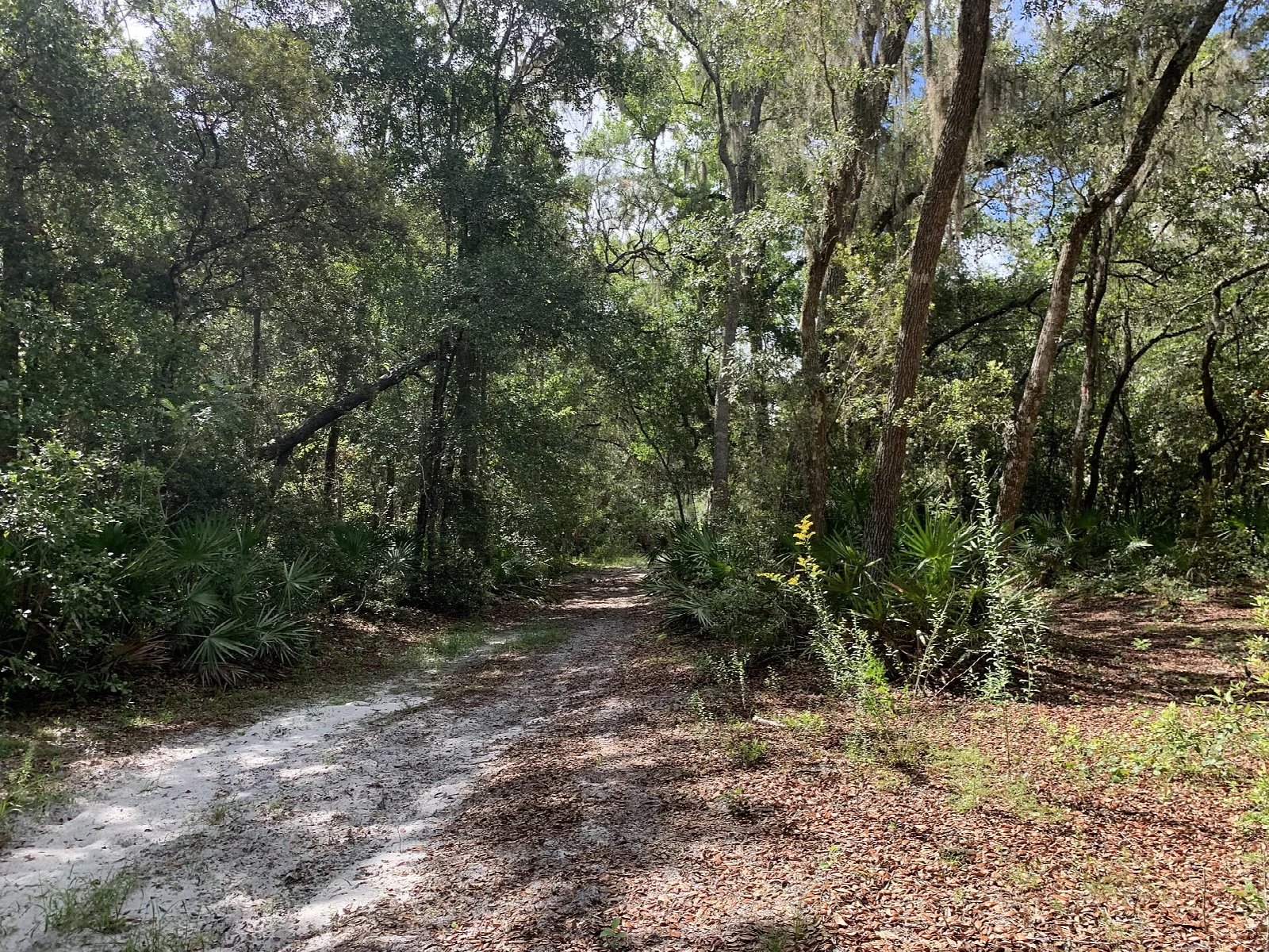 Sandy path through shaded oak woods