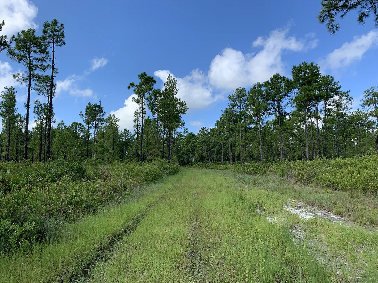Grassy track running toward tall pines under blue sky