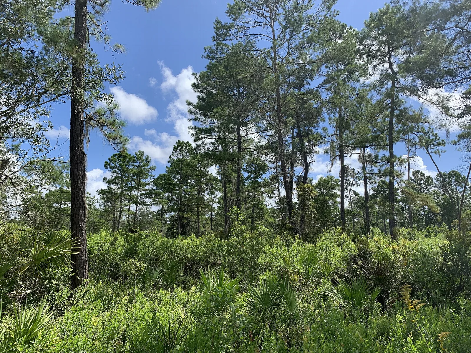 Pine flatwoods with palmetto under blue sky and clouds