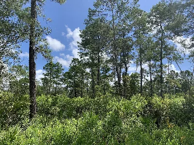 Price's Scrub State Park