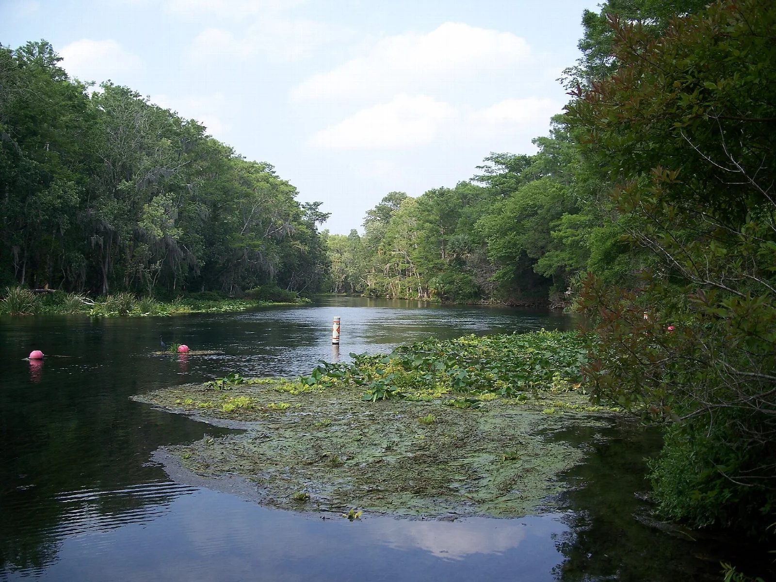 Dark river bending between green trees with lily pads