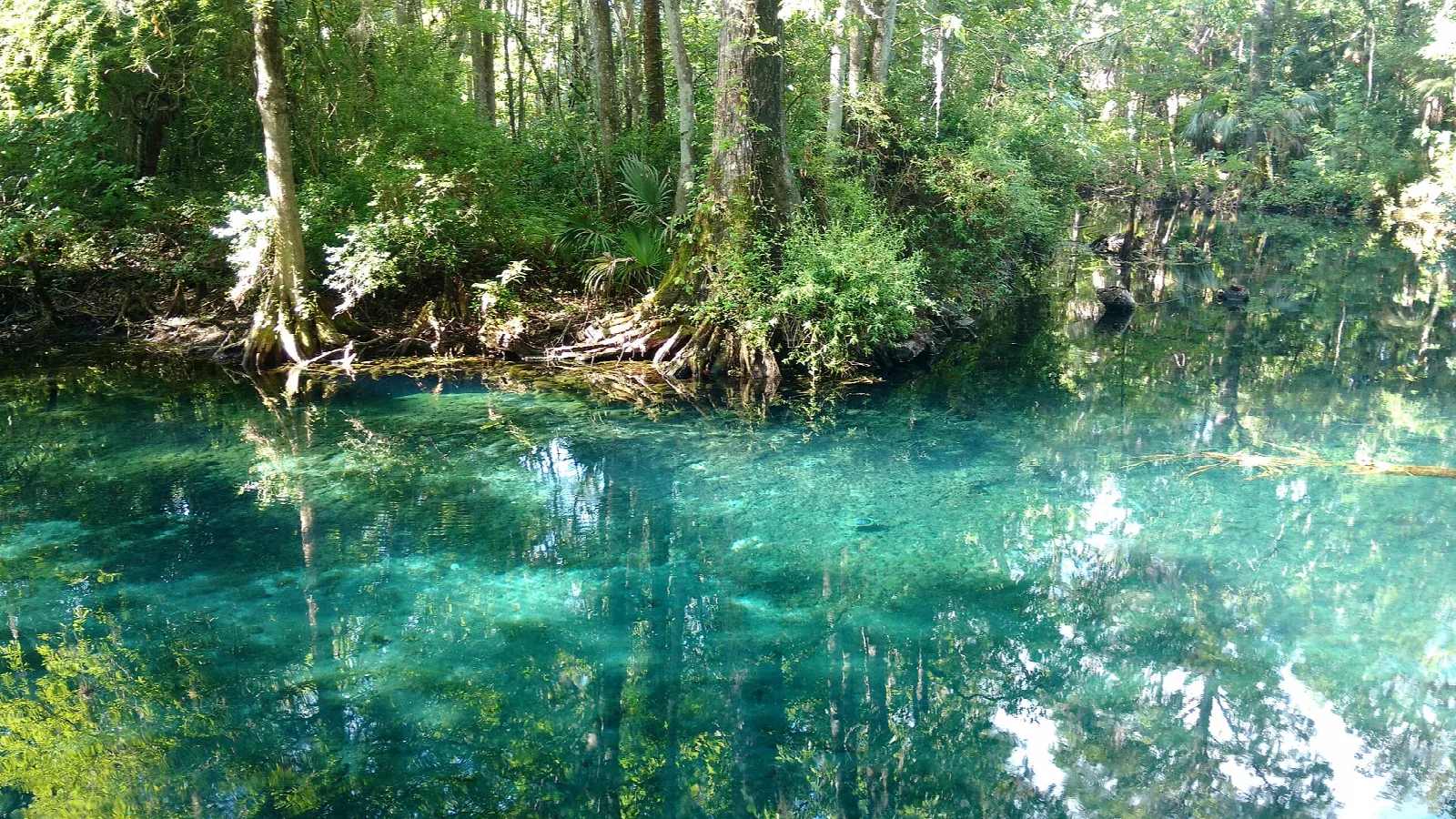 Clear turquoise spring pool ringed by trees