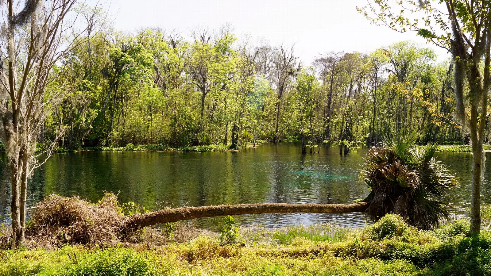 Still river bank with a fallen palm and bright green trees