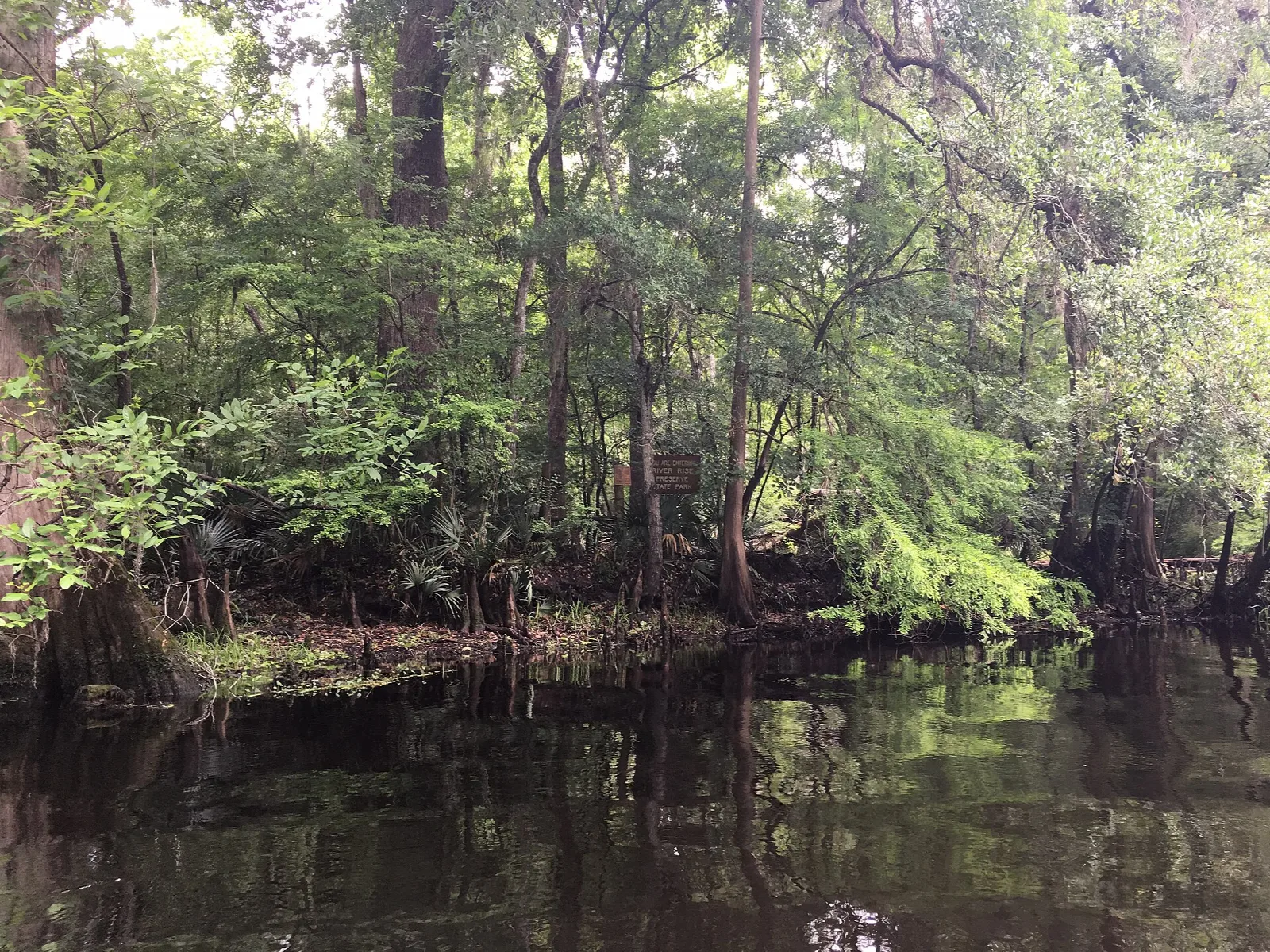 Dark still river reflecting cypress and green trees