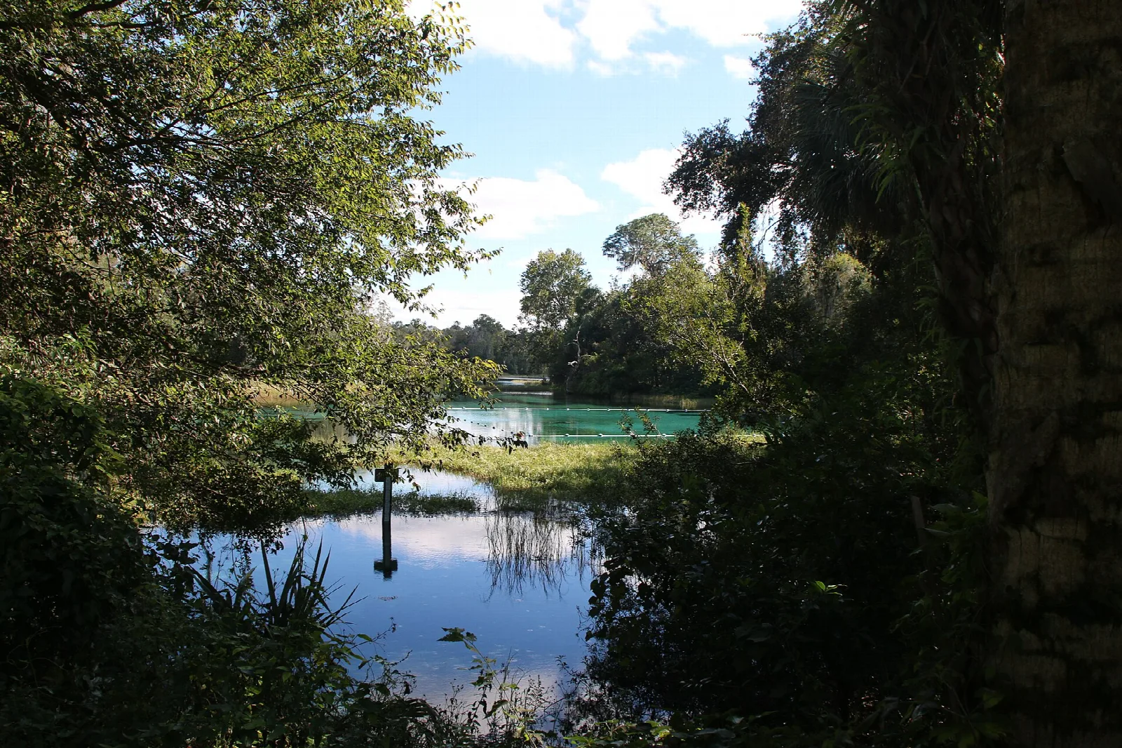 Spring glimpsed across a pond through dark trees