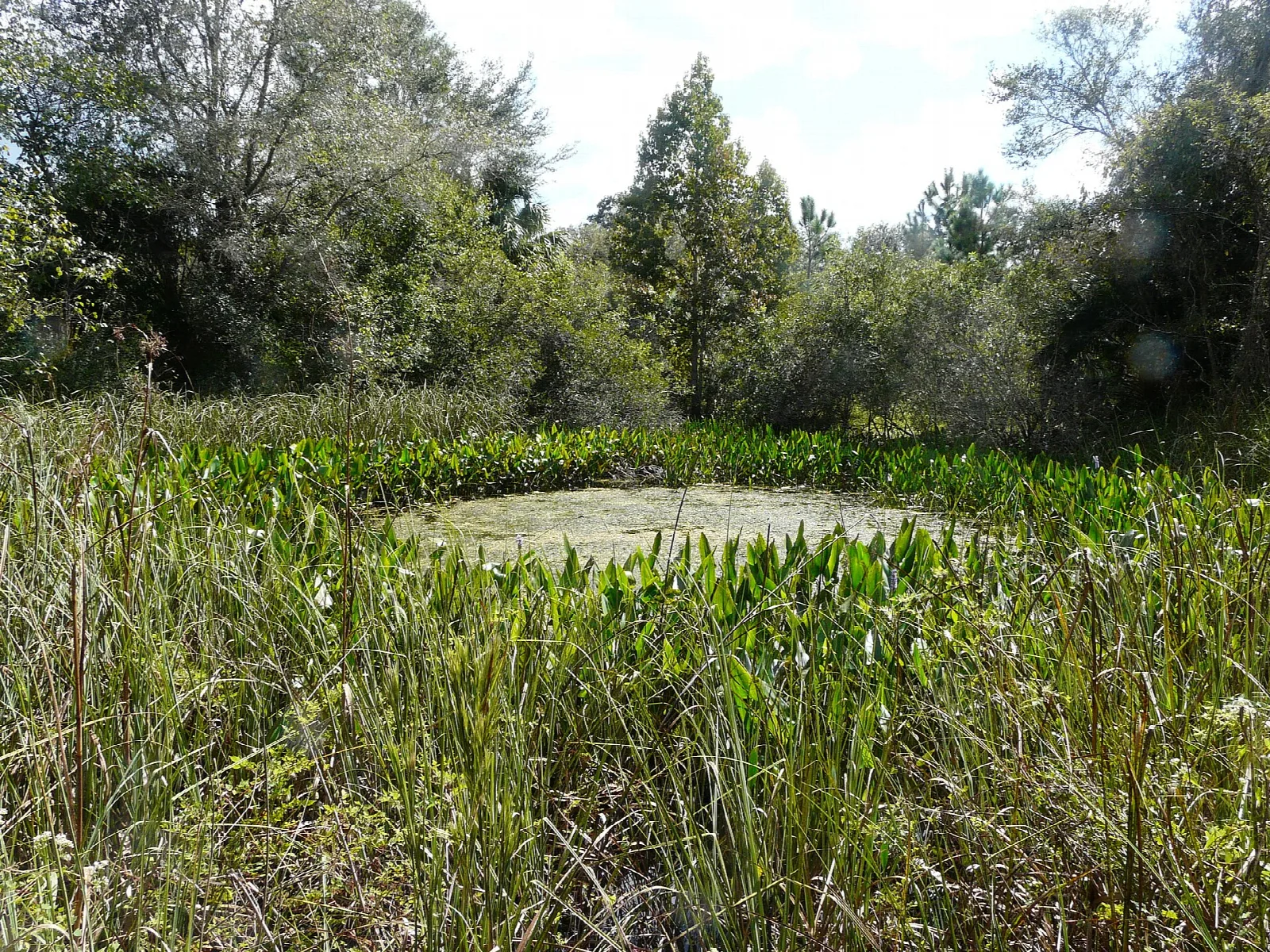 Green marsh grass around a small pond in the woods