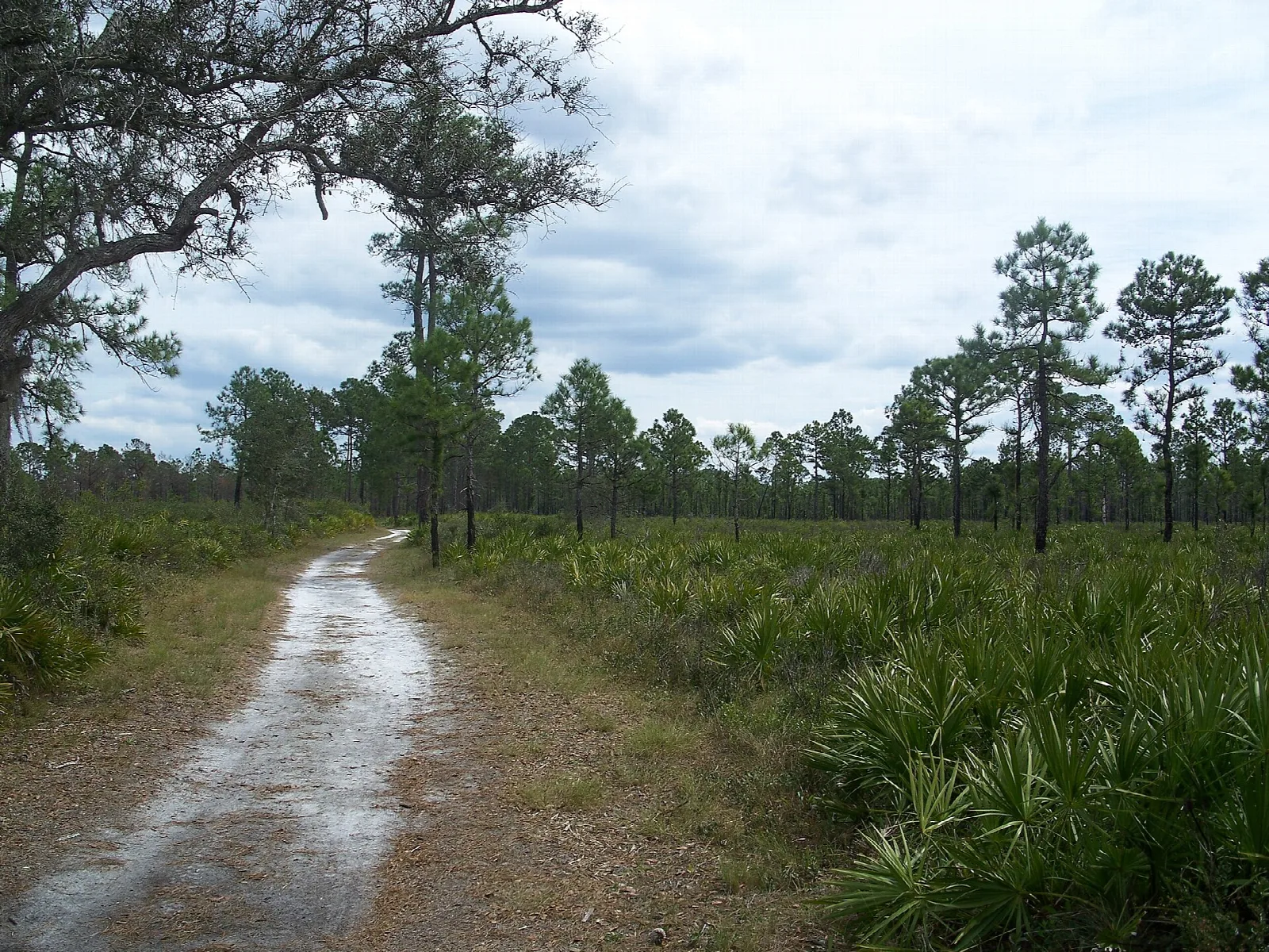 Sandy trail through palmetto and pine under clouds