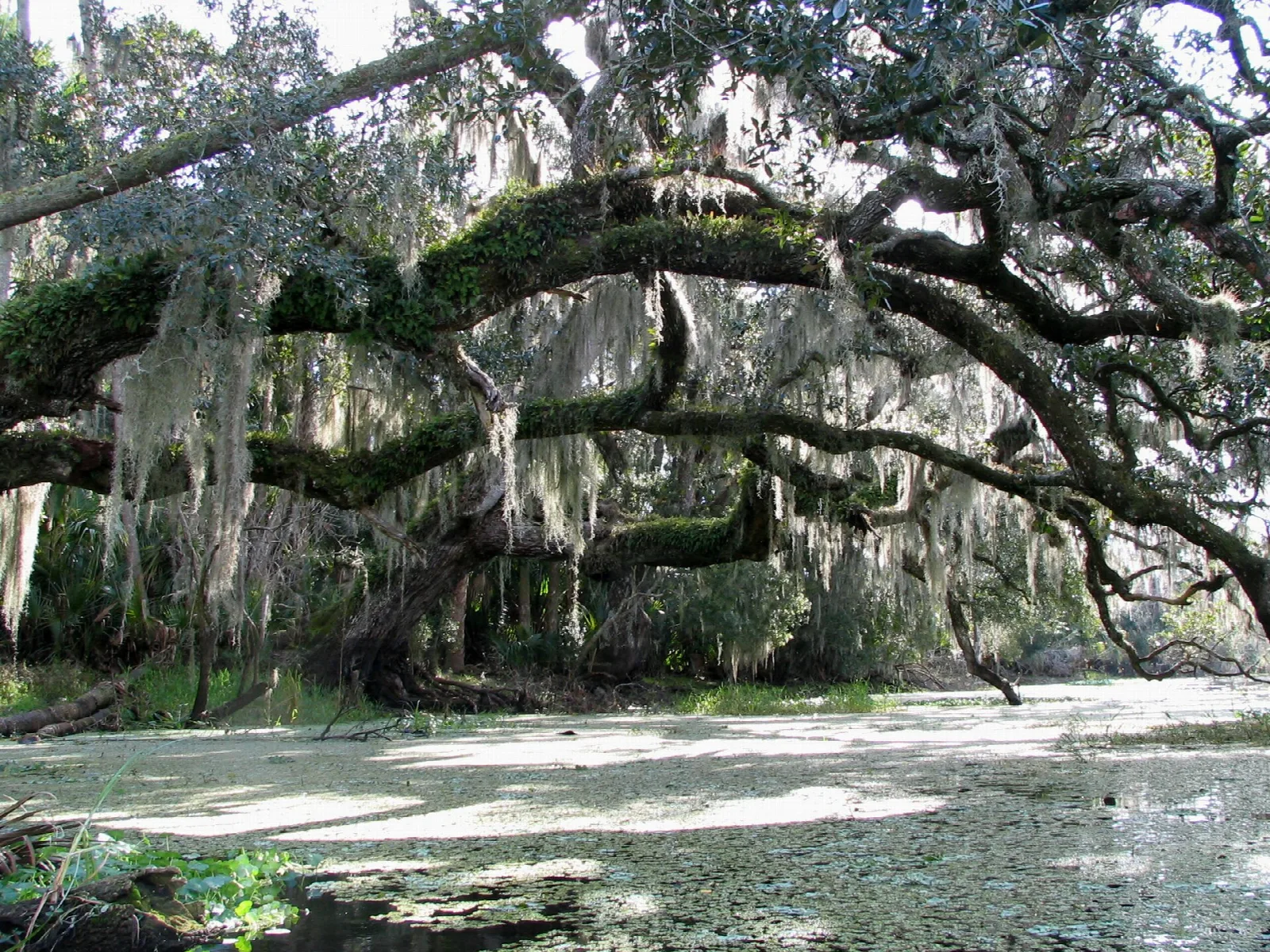 Huge live oak limb hung with Spanish moss over a creek