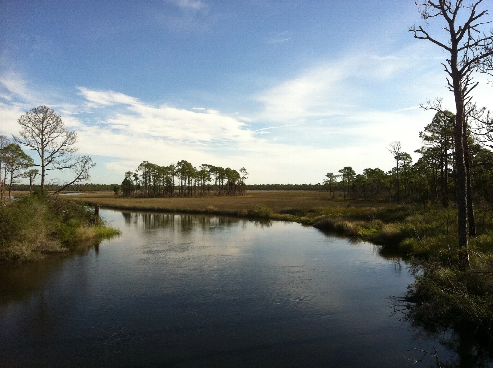 Dark creek winding through grass and pines under blue sky