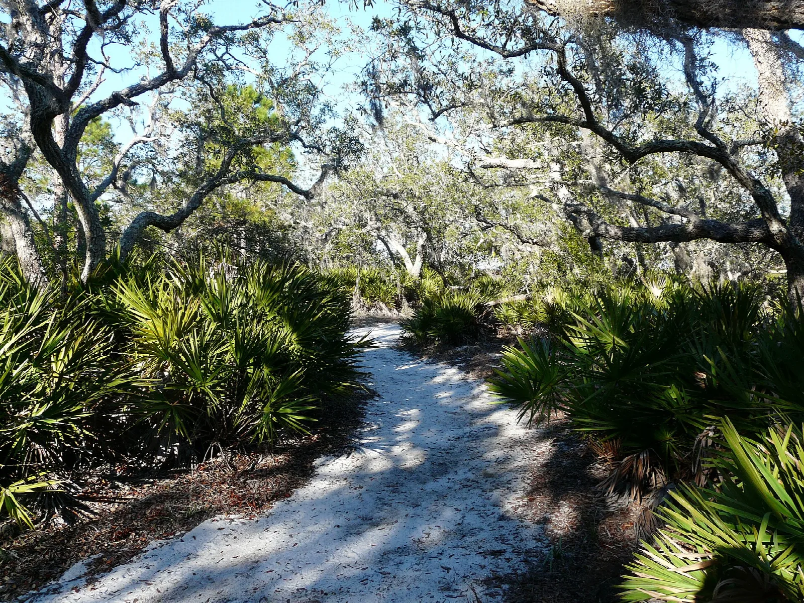 Sandy path through palmetto and live oaks