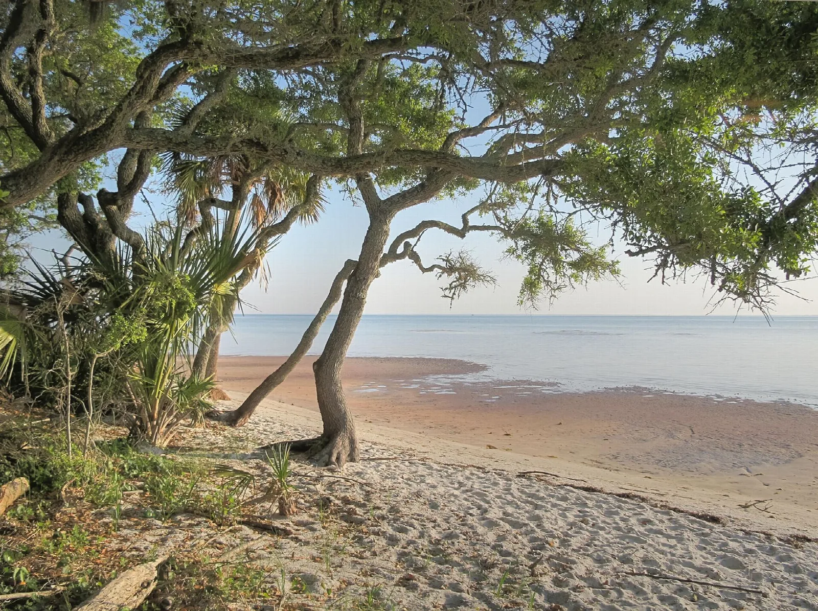 Oaks and sandy bayside beach under a pale sky