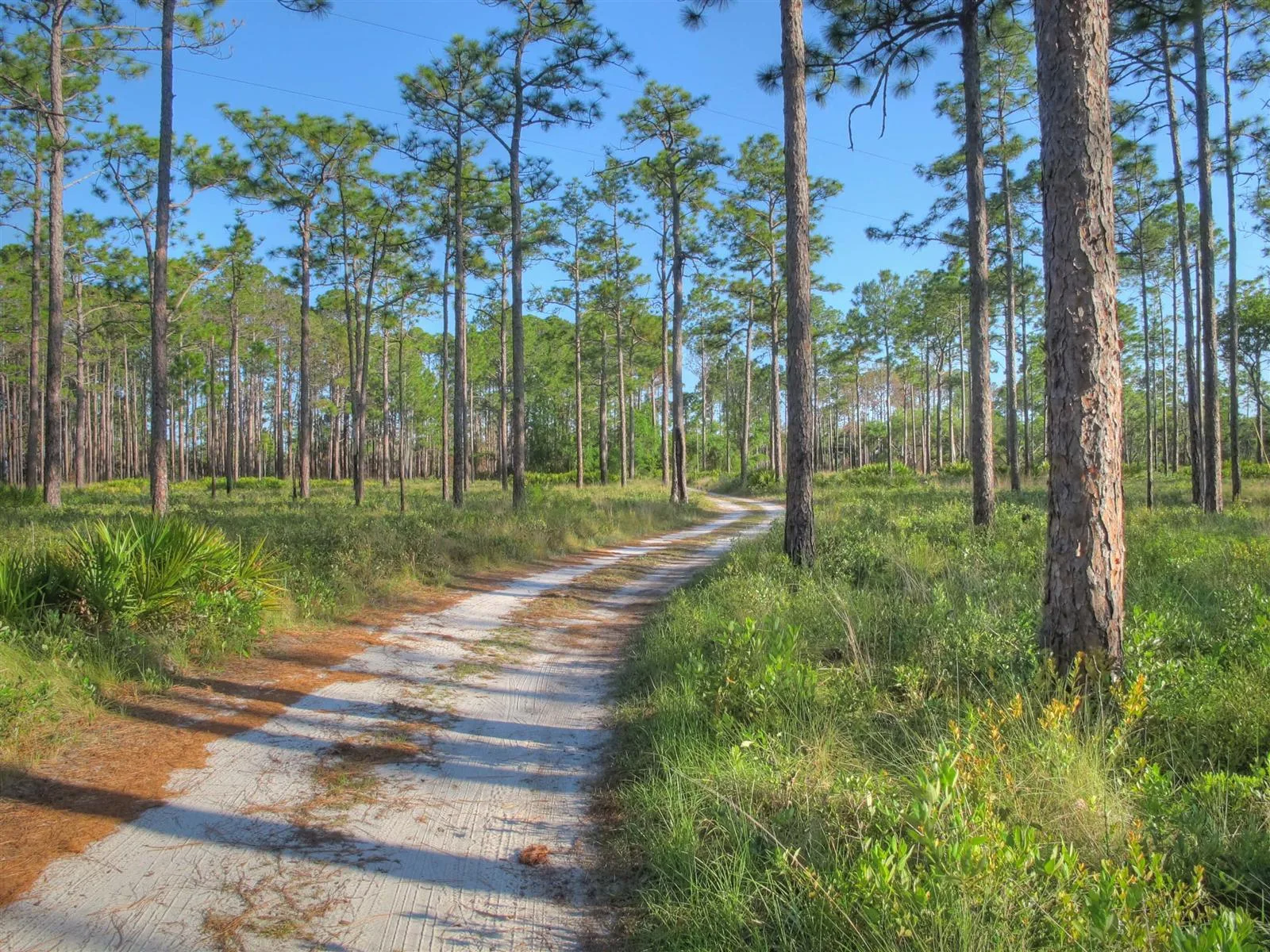 Sand track running through tall longleaf pines
