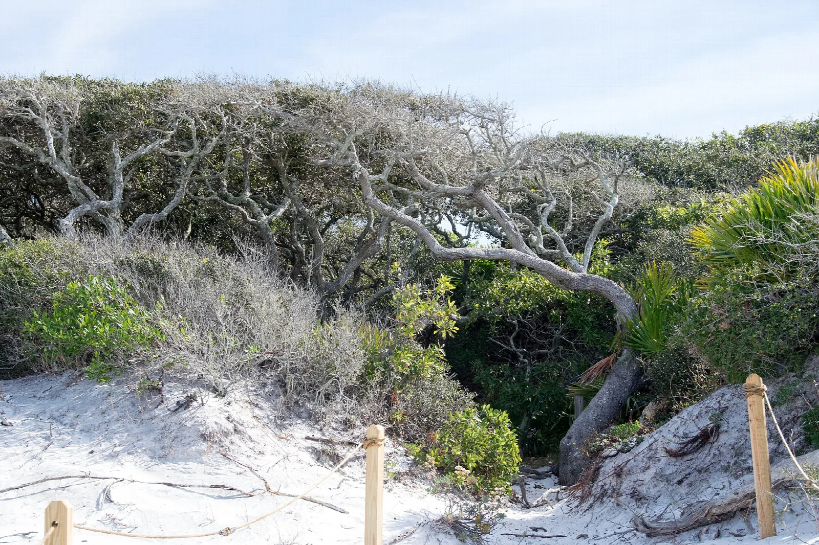 Wind-sculpted shrubs above white sand with posts