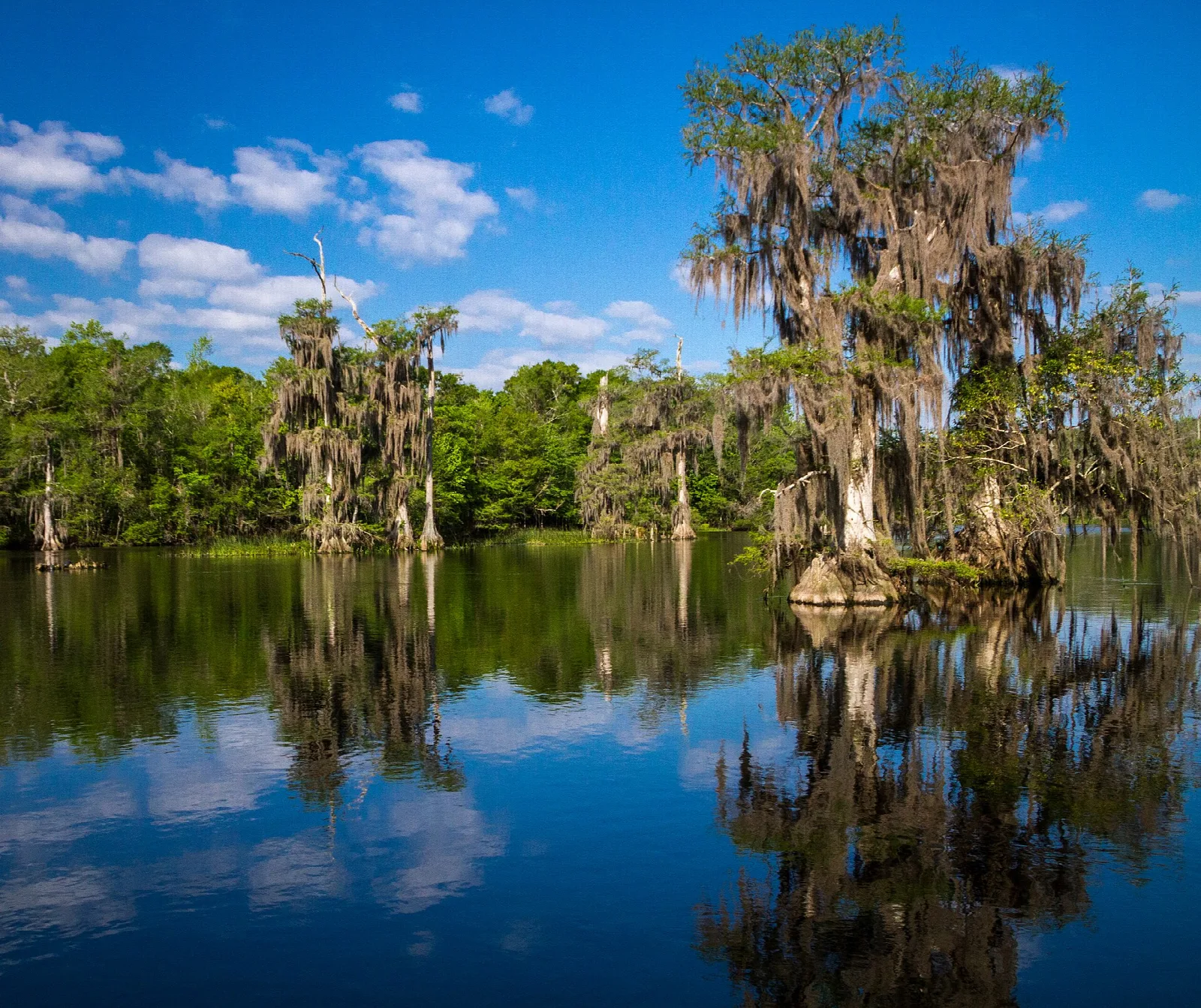 Cypress trees with Spanish moss reflected in still water