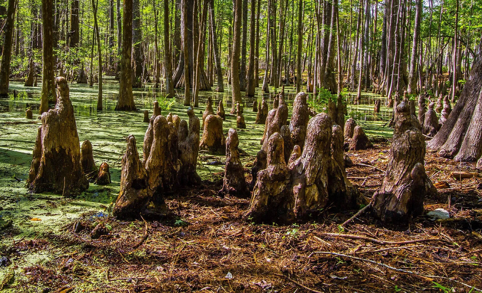 Cypress knees rising from a green swamp floor