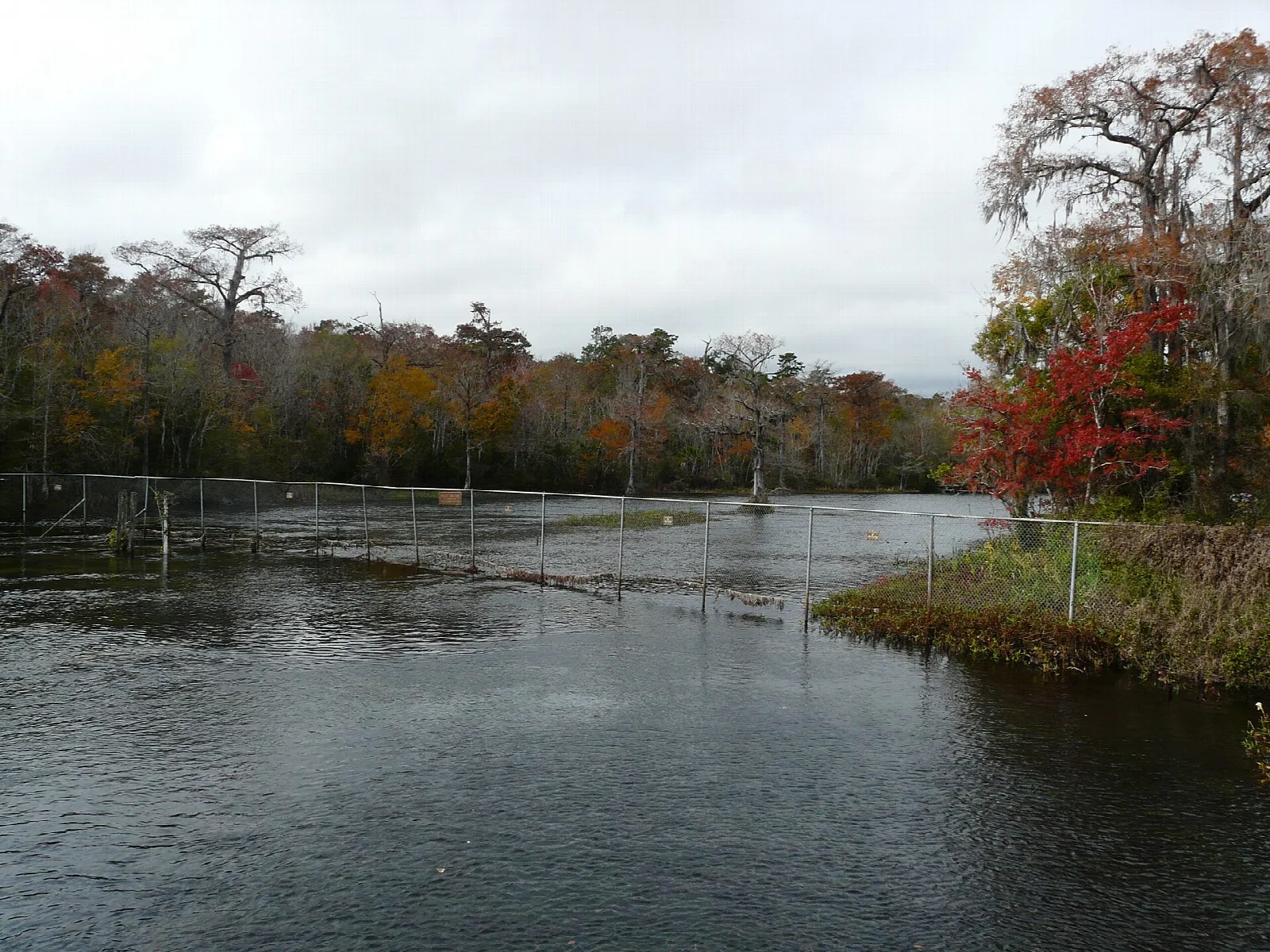 River flowing past autumn-colored trees under gray sky