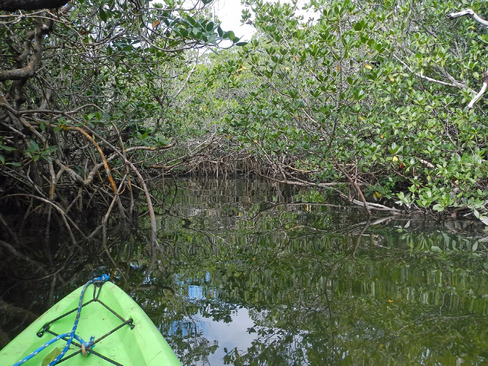 Narrow channel under a green mangrove canopy, bow of a kayak at the bottom