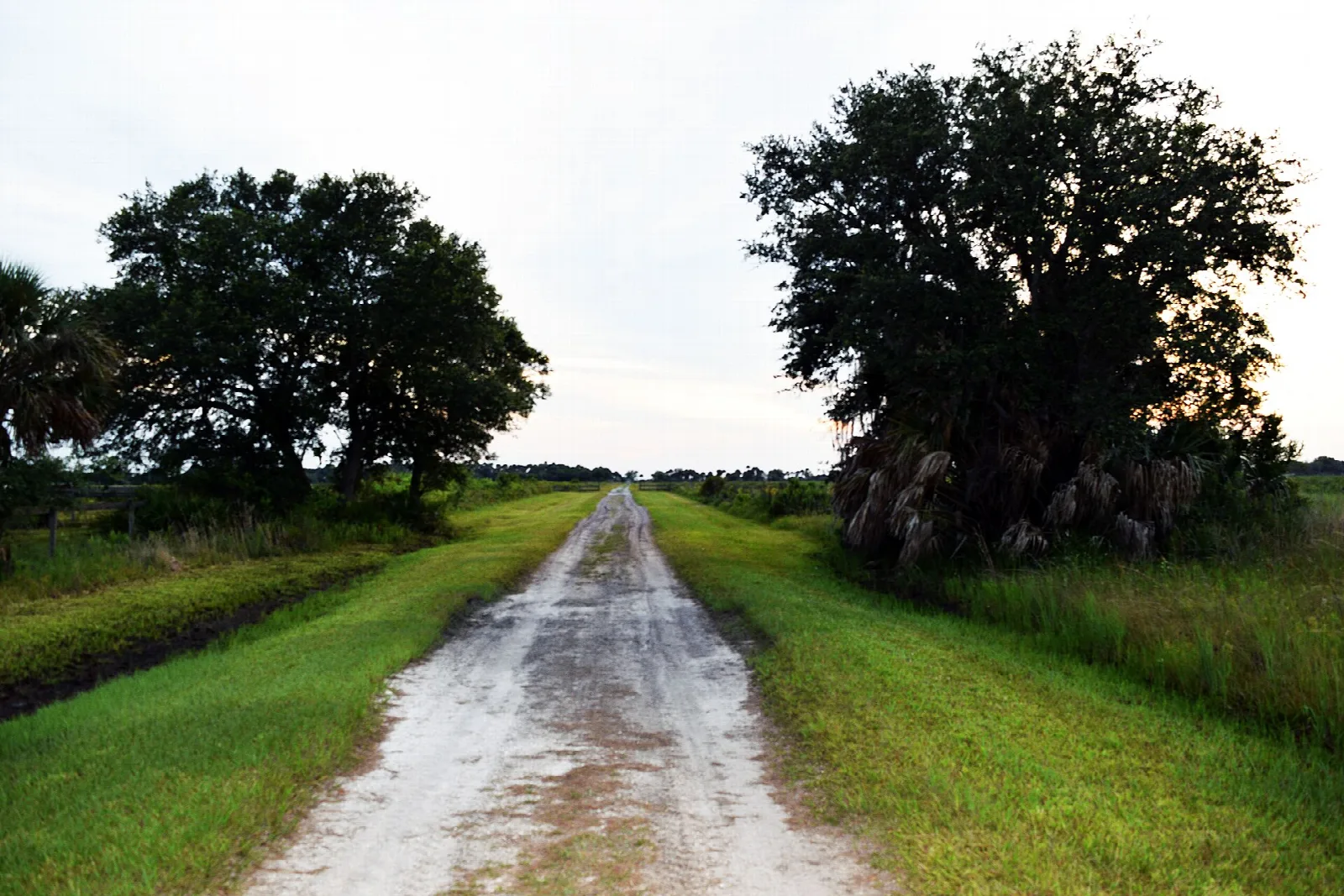 Grass-lined dirt road between oak clusters, wet ruts ahead