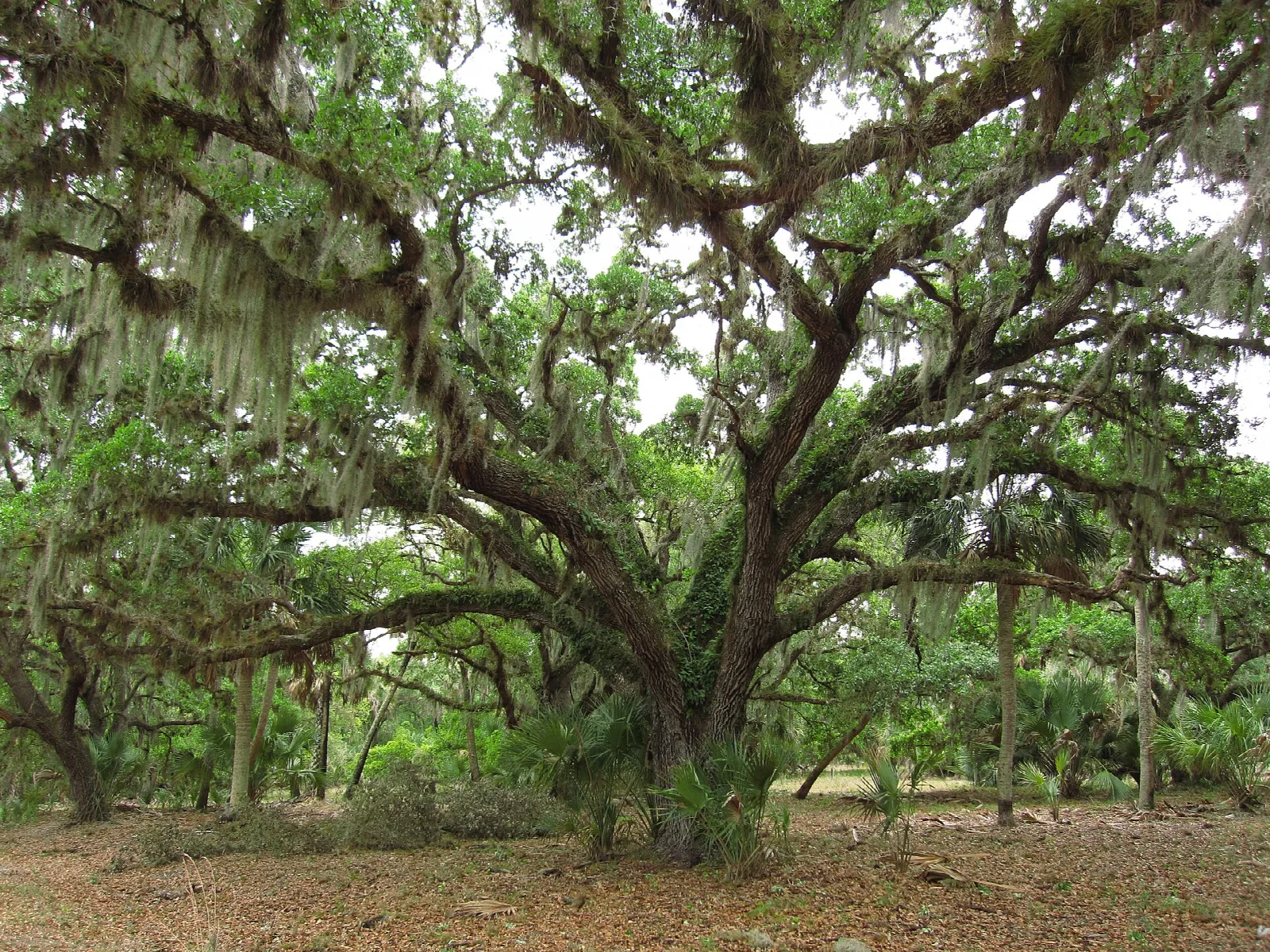 Large live oak draped in Spanish moss in a hardwood hammock