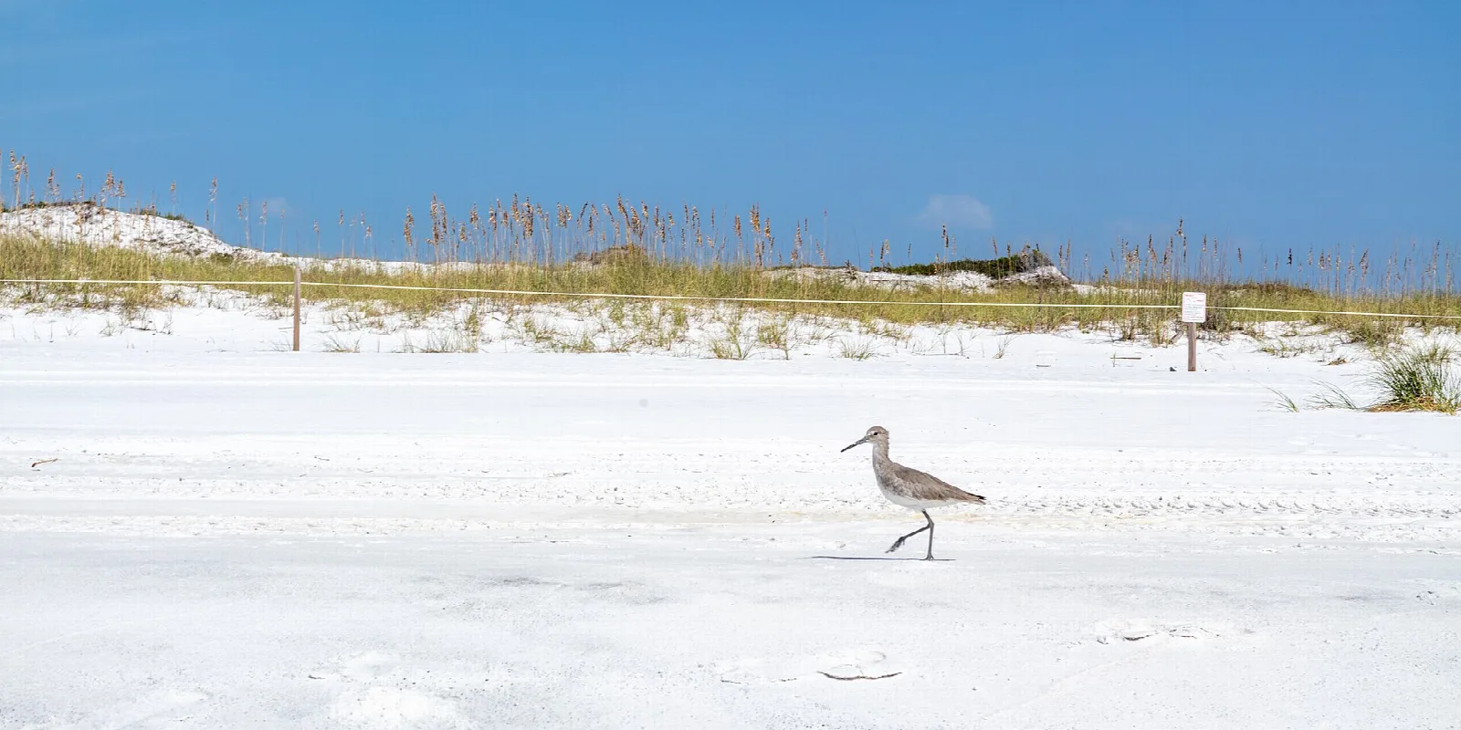 Shorebird on a bright white sand beach below dunes