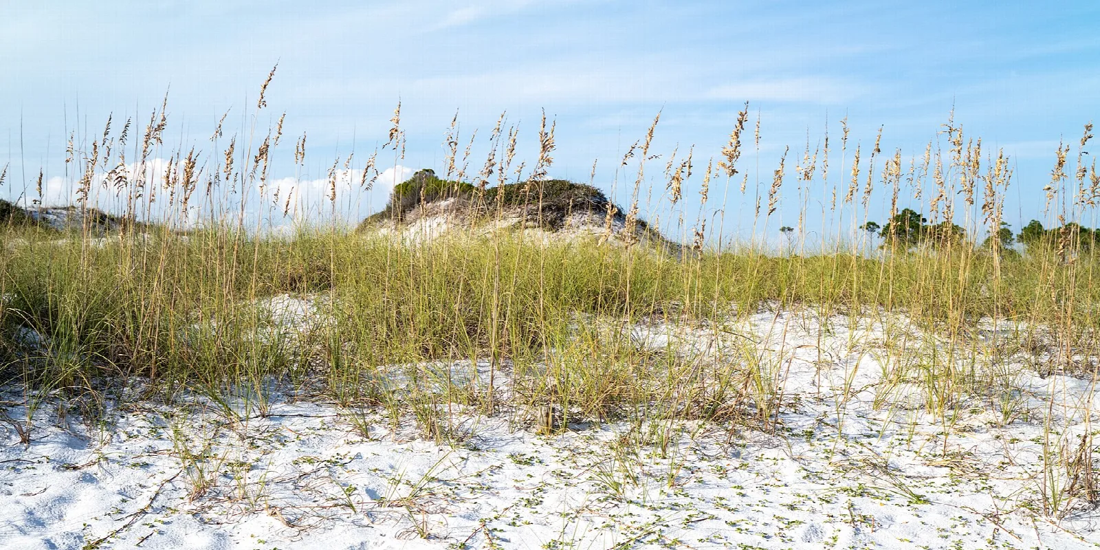Sea oats on a white sand dune under a blue sky