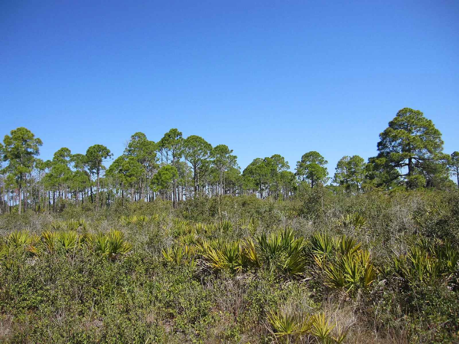 Flat scrub with palmetto and scattered tall pines under blue sky